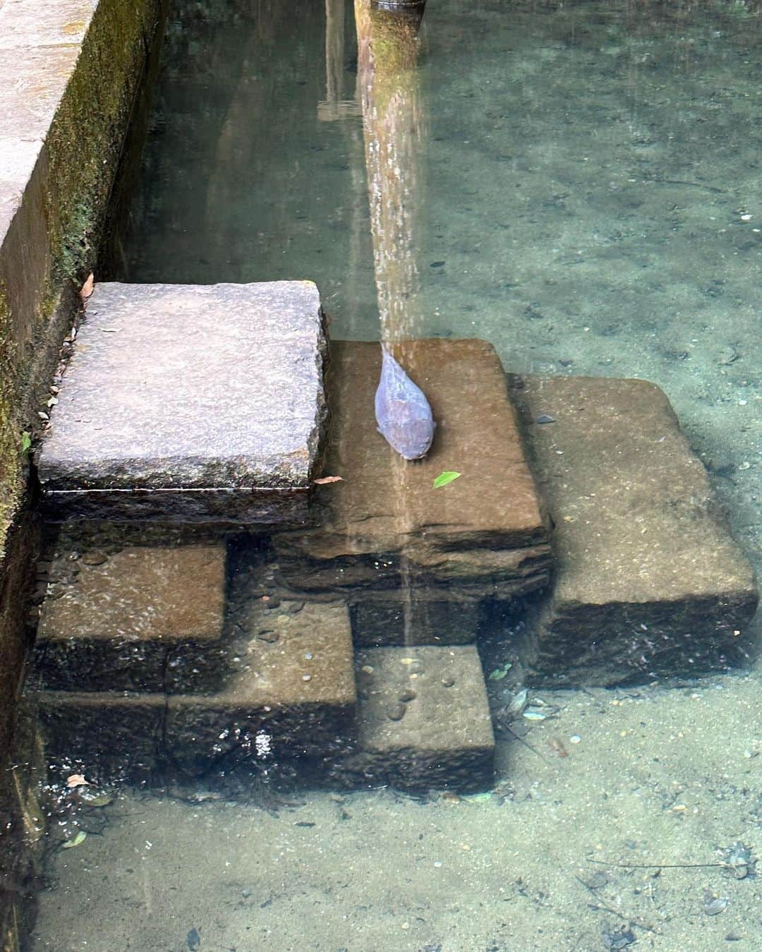 MAYUさんのインスタグラム写真 - (MAYUInstagram)「. 少し前に鹿島神宮に行ったの⛩🌿 厳かな雰囲気でとっても素敵だったよ〜🦌✨ . もうあったかいのに、この時2月末だからまだダウン着てる。。🤣 . 御手洗池という湧水で出来た池があって、透き通っていて綺麗だったなぁ✨ 石段のところに鯉の主みたいなのがずっと鎮座してた🐟 . 9枚目の立派な石は、さざれ石！🪨 さざれ石って国歌で歌うし耳にしたことはあるけど 実在するんだ〜！と初めて知った🥺 . 日本の素敵な場所、素敵な文化、素敵な歴史をもっともっと沢山知っていきたいな☺️🤍 . . #鹿島神宮#鹿島神宮御手洗池#さざれ石#神宮#神社#神社巡り#神社仏閣#神社仏閣巡り#鹿#jinjya#jinja#shrine#shrines#kashima#japan#japanese#japanphoto」4月6日 17時35分 - mayu.kina_golf