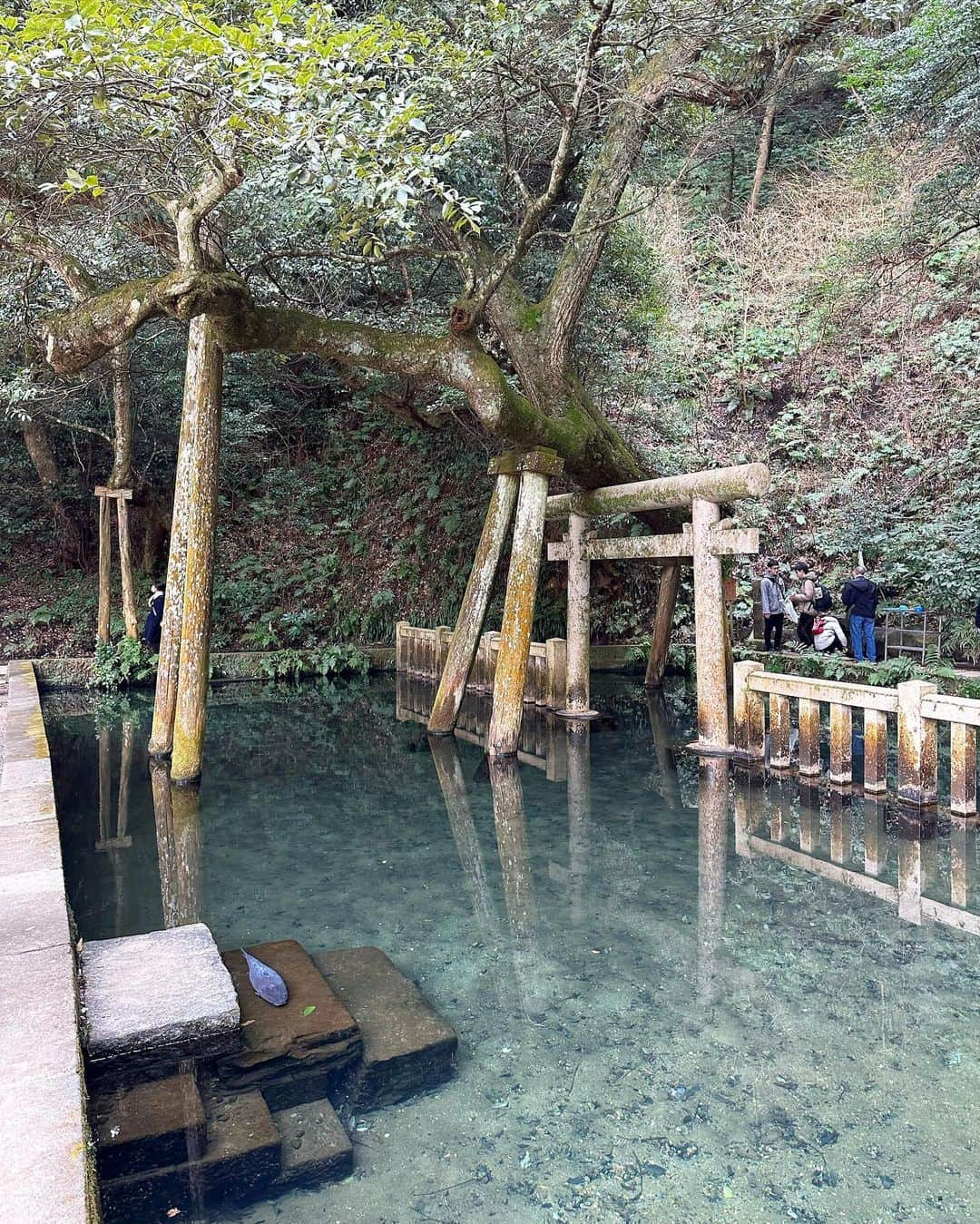 MAYUさんのインスタグラム写真 - (MAYUInstagram)「. 少し前に鹿島神宮に行ったの⛩🌿 厳かな雰囲気でとっても素敵だったよ〜🦌✨ . もうあったかいのに、この時2月末だからまだダウン着てる。。🤣 . 御手洗池という湧水で出来た池があって、透き通っていて綺麗だったなぁ✨ 石段のところに鯉の主みたいなのがずっと鎮座してた🐟 . 9枚目の立派な石は、さざれ石！🪨 さざれ石って国歌で歌うし耳にしたことはあるけど 実在するんだ〜！と初めて知った🥺 . 日本の素敵な場所、素敵な文化、素敵な歴史をもっともっと沢山知っていきたいな☺️🤍 . . #鹿島神宮#鹿島神宮御手洗池#さざれ石#神宮#神社#神社巡り#神社仏閣#神社仏閣巡り#鹿#jinjya#jinja#shrine#shrines#kashima#japan#japanese#japanphoto」4月6日 17時35分 - mayu.kina_golf