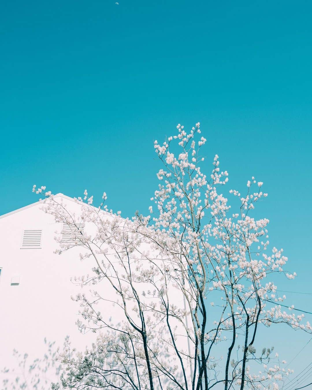 sorayuchiのインスタグラム：「・ 我が家のお庭のジューンベリーの木🌳 真っ白なお花を咲かせた後は、ベリーが実ります。早く食べたいな🤤  #fujifilm #gfx50r #art_of_japan_ #as_archive #IGersJP #good_portraits_world #indies_gram #RECO_ig #HUEART_life #team_jp_ #japan_daytime_view #Lovers_Nippon #Lovers_Nippon_portrait #bestjapanpics #Raymoment #indy_photolife #photogram_archieve #jp_mood #tokyocameraclub  #tokyo_grapher #pt_life_ #daily_photo_jpn #hubsplanet #pics_jp #無印良品の家　#ジューンベリー　#庭木を楽しむ」