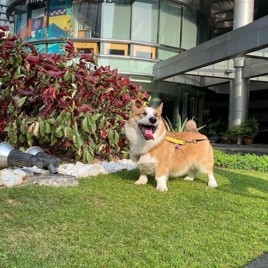 ローレン・ヤングのインスタグラム：「Sage is out and about this afternoon!!! 🌸」