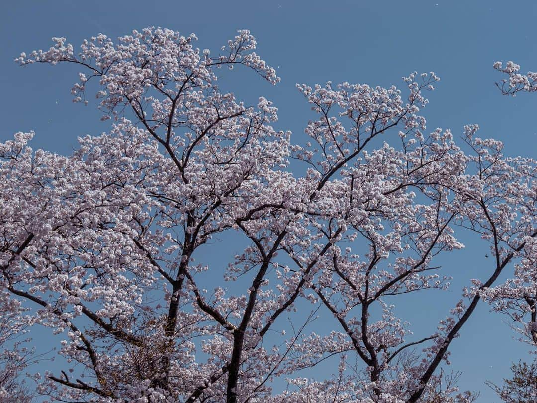 宇野陽介さんのインスタグラム写真 - (宇野陽介Instagram)「A-class 2.1 どこでも走れるタフなタイヤです。  桜🌸満開の先週フィールドテストも兼ねてライドオン。  AT @harimabase   ライディングして、宿泊してB.B.Q 最高🍖  #aresbikes #bmx #flatland  #hyogo #madbunny #dvsshoes #harimabase  #自転車 #兵庫 #加東市 #日光園 #桜 #花見 #アスファルト #自然 #lumixjapan」4月6日 17時40分 - yorkuno