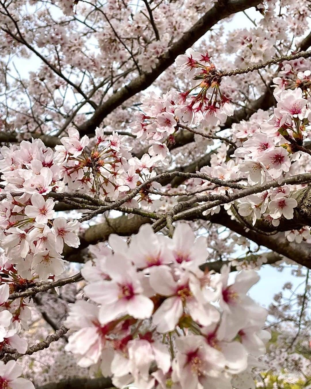 KSBアナウンサーさんのインスタグラム写真 - (KSBアナウンサーInstagram)「🎤 松木梨菜です🌸 満開の桜を見に 玉野市の深山公園に行ってきました！  お天気も良く青空の下 華やかな桜が映えていました🌸  皆さんはお花見されましたか🍡 宴会解禁のところも出てきて だんだんと元の生活に戻ってきましたね。  今年の桜はたくさんの人出で、 より一層綺麗に見えました☺️  #さくら #桜 #満開 #お花見 #岡山県 #玉野市 #深山公園  #5ch #KSB瀬戸内海放送 #岡山 #香川 #okayama #kagawa #松木梨菜 #アナウンサー #女性アナウンサー #テレビ局」4月6日 17時50分 - ksb_announcer