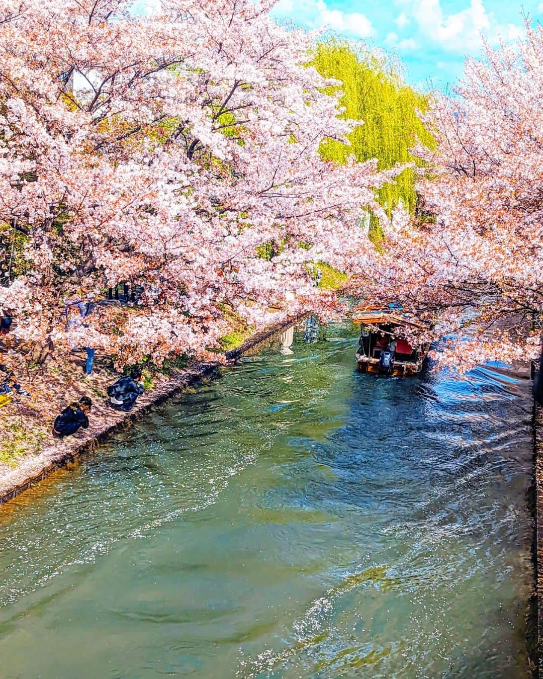 Hiromi Tomiiさんのインスタグラム写真 - (Hiromi TomiiInstagram)「桜の投稿もこれでLASTかな◎ . 季節の移り変わりがめちゃめちゃ早い今日このごろ😊 . 次は夏の花 ひまわり、紫陽花、ハイビスカス、キキョウあたりが楽しみです◎ . . .  #桜　#cherryblossom　#菜の花　#菜花　#出会い橋 #伏見 #春コーデ　#スカートコーデ　#旅行コーデ #yoga#筋トレ#ダイエット#ボディーメイク #筋トレ女子#ダイエット仲間募集　 #京都　#kyoto  #kyotojapan　 #京都散歩」4月6日 17時55分 - hiromi.tomii