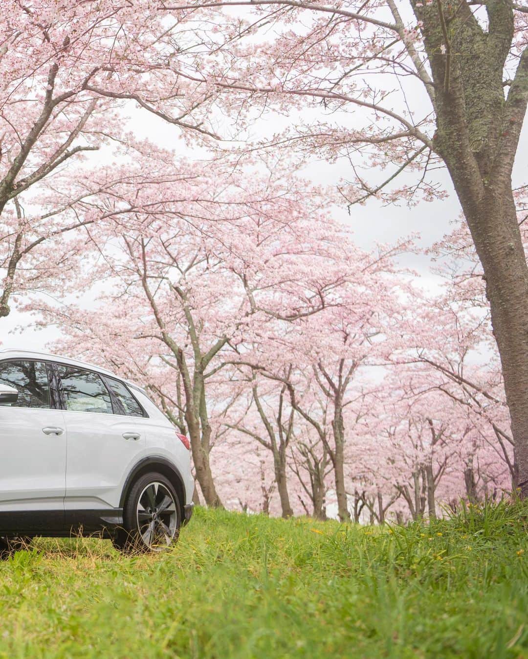 アウディ ジャパンさんのインスタグラム写真 - (アウディ ジャパンInstagram)「満開の桜に抱かれるようにして佇む、Audi Q4 e-tron。  桜色の背景に映えるグレイシアホワイト メタリックのボディと存在感あるシルエットが相まって、プレミアムEVに相応しい美しさを放つ。  *特別な許可を得て撮影しています。  #AudiQ4etron  #Audi #アウディ #アウディQ4etron #Q4 #AudiJapan #FutureIsAnAttitude #電気自動車 #EV #CarLife #CarLifeStyle #AudiLife #GermanCars #サステナビリティ #桜 #サクラ #さくら #cherryblossom #桜と愛車 #常灯ヶ峰 #大石寺 #静岡 #日本の風景 #国内旅行 #静岡ドライブ」4月6日 18時00分 - audijapan