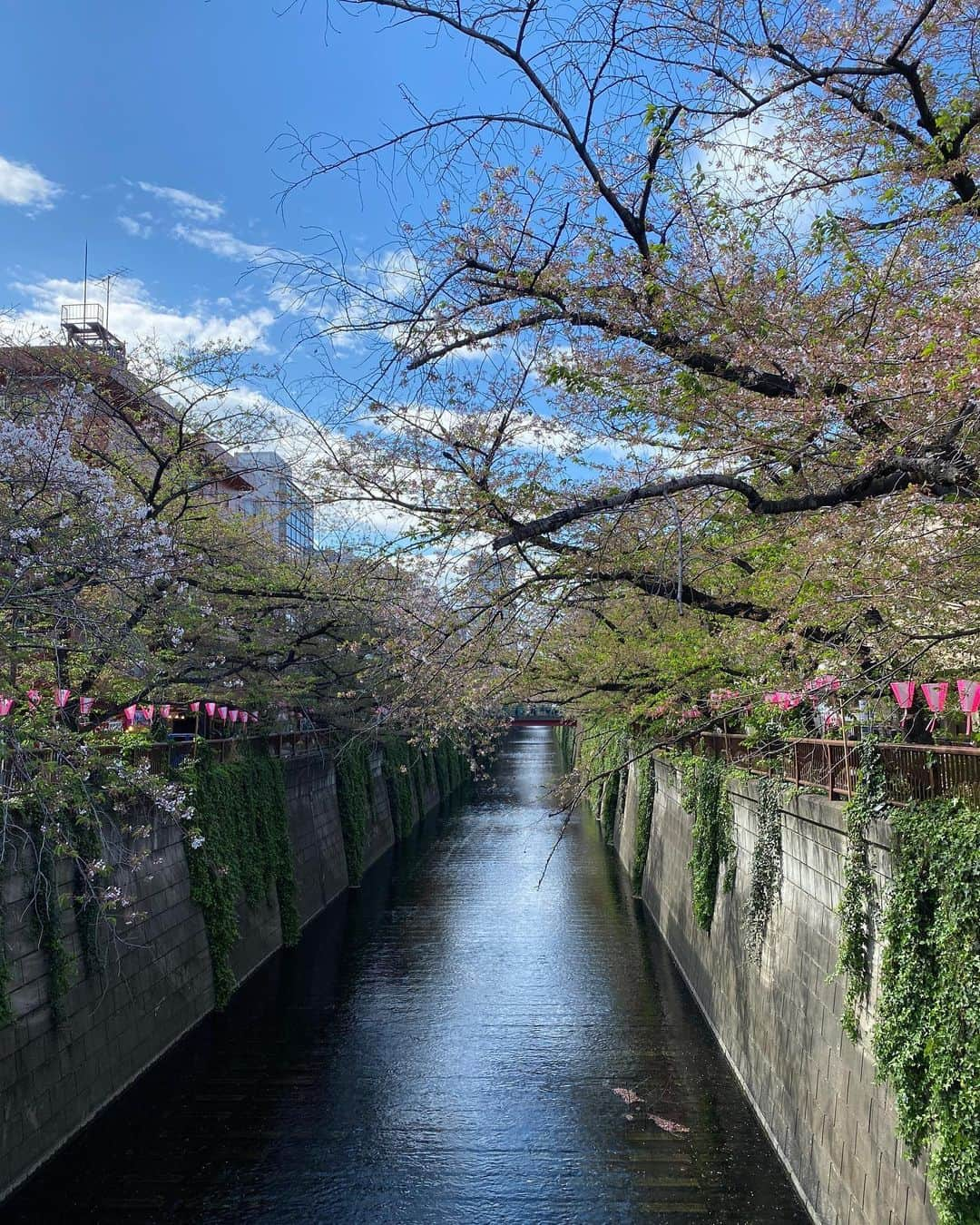 佃井皆美のインスタグラム：「中目黒さんぽ🌸 だいぶ葉桜だったけど、 いいお天気で気持ちよかった☀️ ランドセルを背負ったピカピカの一年生や スーツ姿が初々しい新社会人さんを 最近よく街で見かけてキュンとして なぜだか私まで気持ちがシャキッとします🥬✨ 春が好き！」