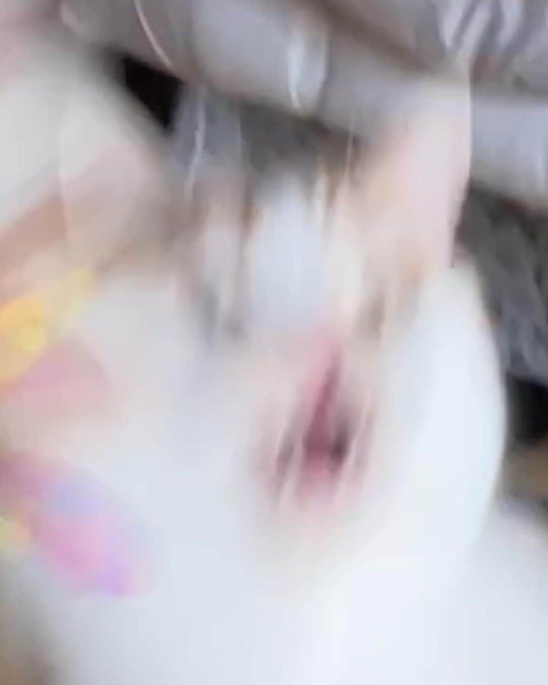 にゃんすくんのインスタグラム：「ブレてる猫っていいよね。  #あふれだす実家感 なんやかんやで畳で爪研ぎしない良い子でした。(今は)  #cat #猫 #動物 #happy #funny #american #アメショ #ピクネコ #ペコねこ部 #catlover #instacat #ニャンスタ #にゃんすたぐらむ #pet #animal #面白い #癒し #猫」