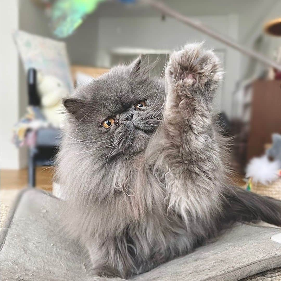 てふさんのインスタグラム写真 - (てふInstagram)「極太パー🙋‍♀️ #cochicat #고양이」4月6日 18時37分 - cat_chouchou