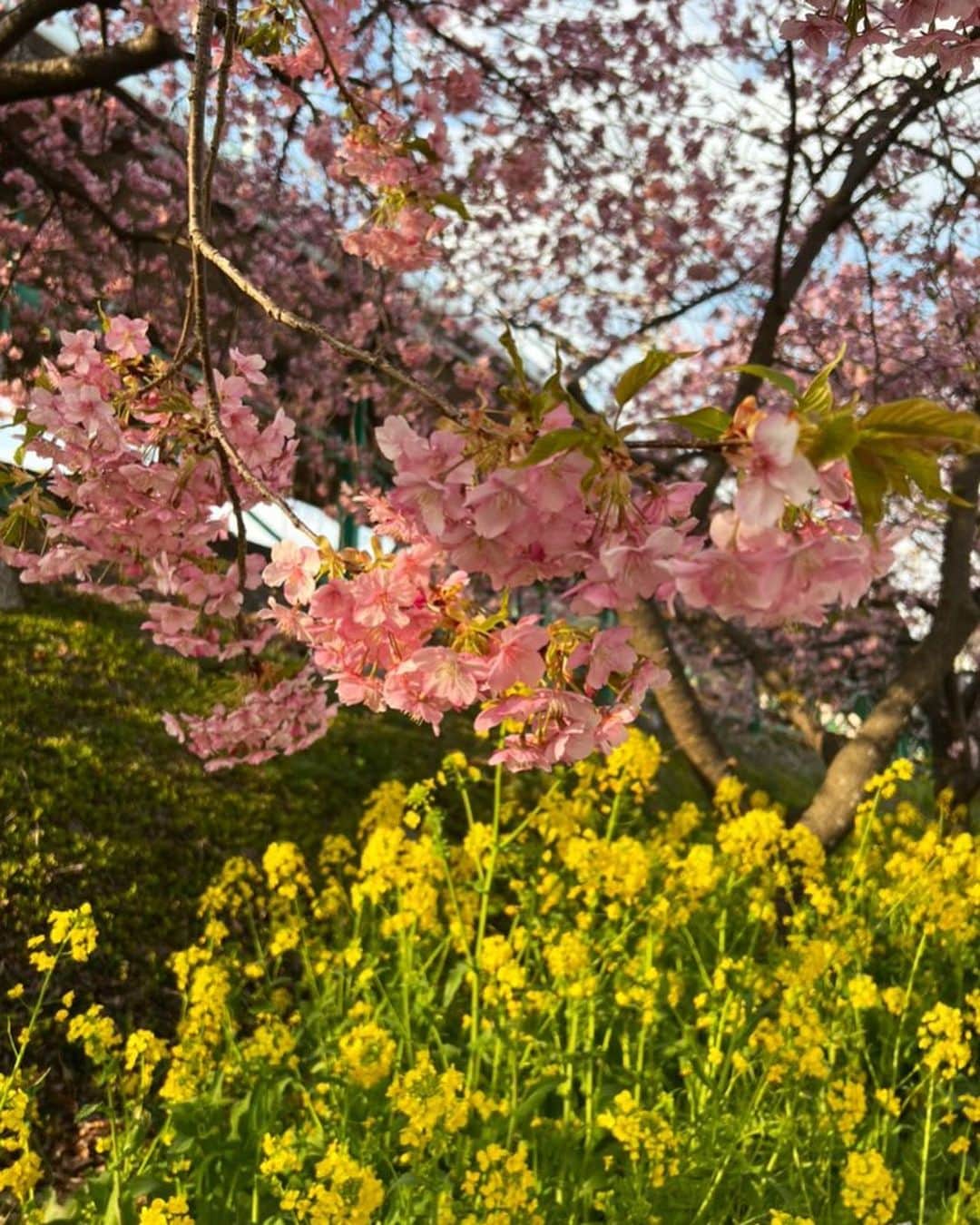 小越しほみさんのインスタグラム写真 - (小越しほみInstagram)「今日は私の特別な日なので やっぱり1番好きな桜の写真と共に🌸  写真は1年前の温泉ロケで見た河津桜 いつかはプライベートで行きたいなぁ。  みんなにとっては何でもない日なのに 私の事思い出しておめでとうって言ってもらえるのは やっぱり嬉しいね☺️  歳を重ねるごとに気づきや発見があって その重なりで自分ができていると思うと もっともっと魅力的になっていけるんじゃないかって楽しみ。  まだまだ未熟な私だけど 色んなものを吸収して 自分が好きな自分になっていきたい。  これからもきっと私は皆と同じ足並みでは歩けないけど 私の時間軸で納得の行く人生を歩めたらなと思います🌛  . . . . . . . . .  #birthday #mybirthday #誕生日 #河津桜 #河津桜まつり #河津 #河津町 #桜 #さくら #サクラ #sakura #cherryblossom #春 #春の花 #spring #桜スポット #桜並木 #お花見 #お花見スポット #お花見散歩 #花見 #河津桜祭り #1番好きな花 #4月 #april #mercuryduo #美脚 #生脚 #生足 #ミニスカ」4月6日 18時37分 - shihomi1129