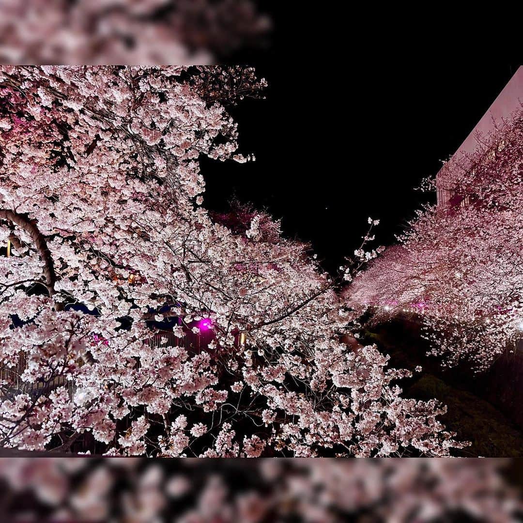 水上真理さんのインスタグラム写真 - (水上真理Instagram)「毎年楽しみにしている お気に入りの桜🌸 . 今年も キレイだったなぁ☺️ . 東京の桜は 葉桜になってきましたね🌱🌸 . 今年も 色々な桜を観れて うれしかった🥰 . また 来年ね…🌸 . #桜  #東京の桜  #春」4月6日 18時34分 - mari_komorebi