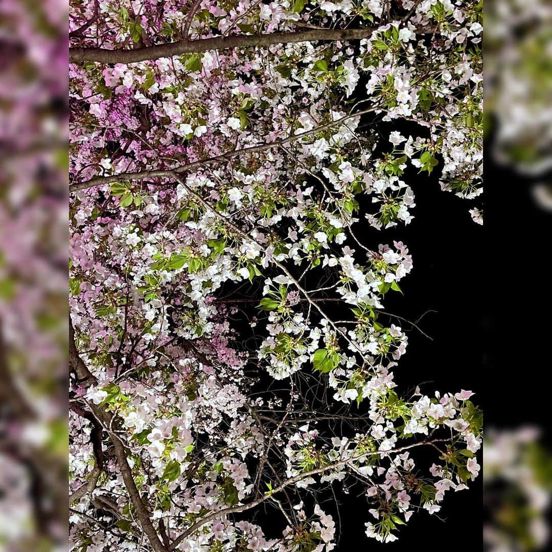 水上真理さんのインスタグラム写真 - (水上真理Instagram)「毎年楽しみにしている お気に入りの桜🌸 . 今年も キレイだったなぁ☺️ . 東京の桜は 葉桜になってきましたね🌱🌸 . 今年も 色々な桜を観れて うれしかった🥰 . また 来年ね…🌸 . #桜  #東京の桜  #春」4月6日 18時34分 - mari_komorebi