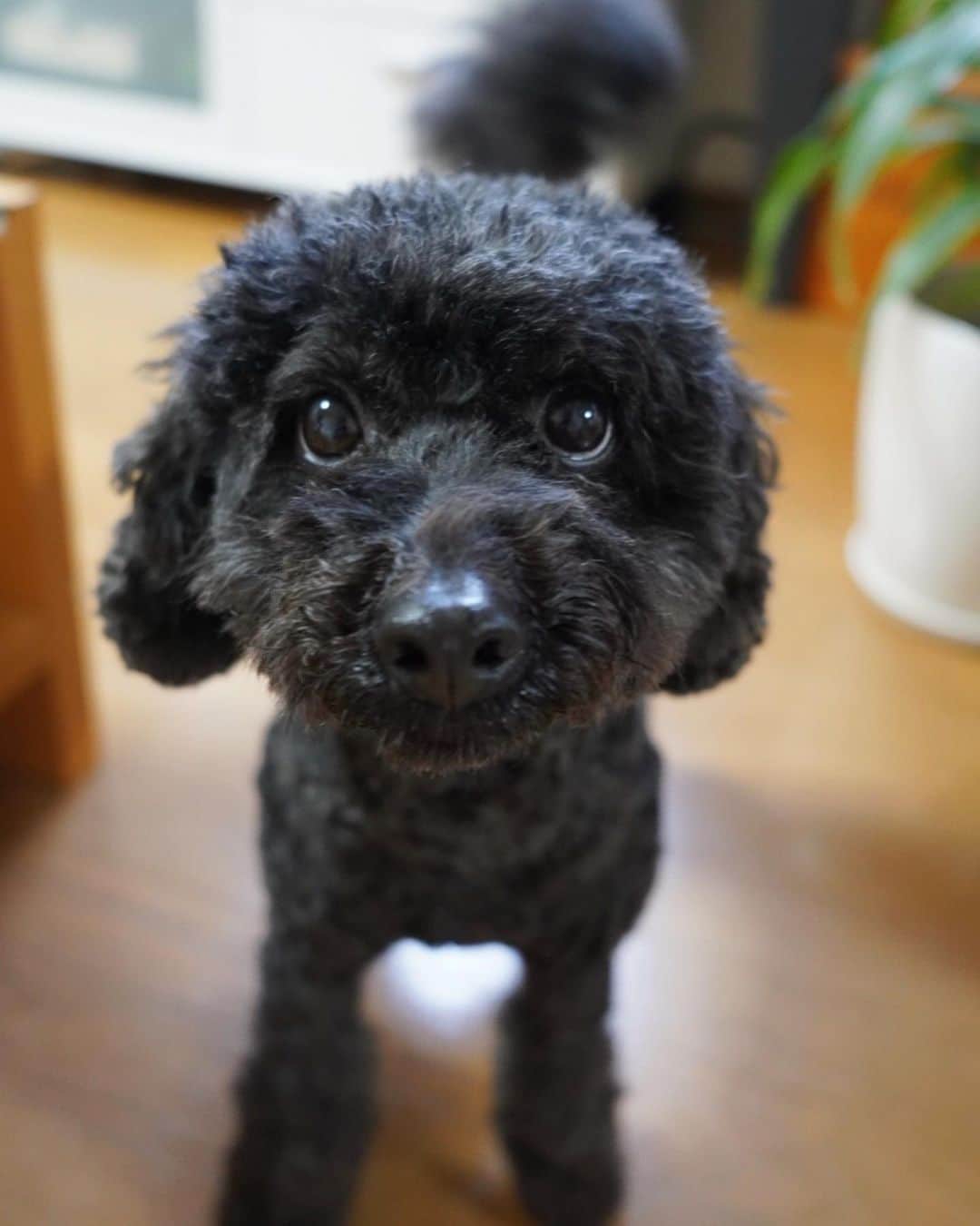 市野莉佳さんのインスタグラム写真 - (市野莉佳Instagram)「. @ricamera_ カメラで撮ったわんこたち🐶 常に走ってるから、撮るのに 時間めっちゃかかった（笑） . #犬のいる暮らし #わんこ #わんこのいる生活 #トイプードル #プーチー #プードル #愛犬」4月6日 18時40分 - ichirika_62