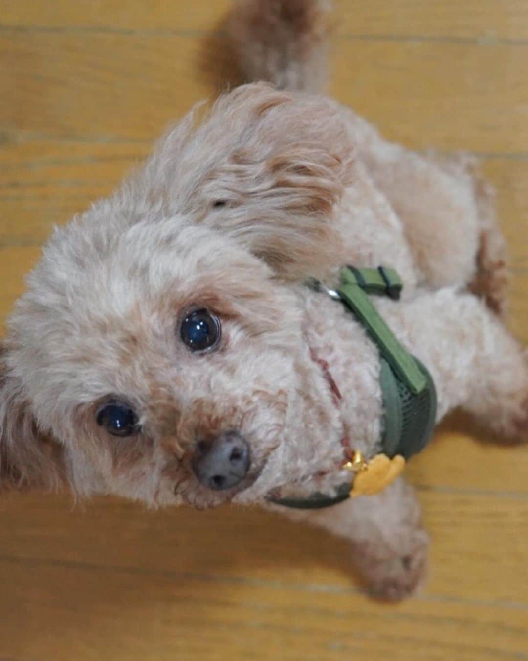 市野莉佳さんのインスタグラム写真 - (市野莉佳Instagram)「. @ricamera_ カメラで撮ったわんこたち🐶 常に走ってるから、撮るのに 時間めっちゃかかった（笑） . #犬のいる暮らし #わんこ #わんこのいる生活 #トイプードル #プーチー #プードル #愛犬」4月6日 18時40分 - ichirika_62