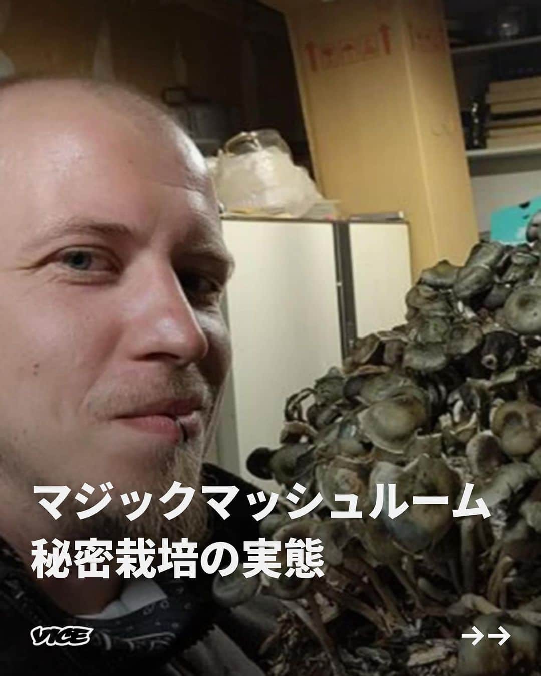 VICE Japanさんのインスタグラム写真 - (VICE JapanInstagram)「#マジックマッシュルーム を侮ってはいけない。この非常に強い幻覚を引き起こす #キノコ は地球上の至る所に生息し、キノコ王国全体をつなぐ神秘的な菌糸体ネットワークを通して、土の中で広がっていく。  しかし、地上で起きていることはまったく異なる。キノコの胞子や菌糸体は風や動物などの自然のプロセス、そして最近では、収穫量を最大限に増やそうと試みるゲリラ・ガーデナーによって運ばれる。  彼らはコロラド、オレゴン、カリフォルニア、ワシントン州などに出向いて、キノコの胞子を植え付けた数キロのウッドチップをばら撒き、さらに数百万の胞子を水鉄砲で吹き付ける。これは産業レベルでの幻覚剤事業計画だ。  📝: @matthamundo  記事詳細は @vicejapan プロフィールのリンクから  #vicejapan #vice #ヴァイスジャパン」4月6日 18時49分 - vicejapan