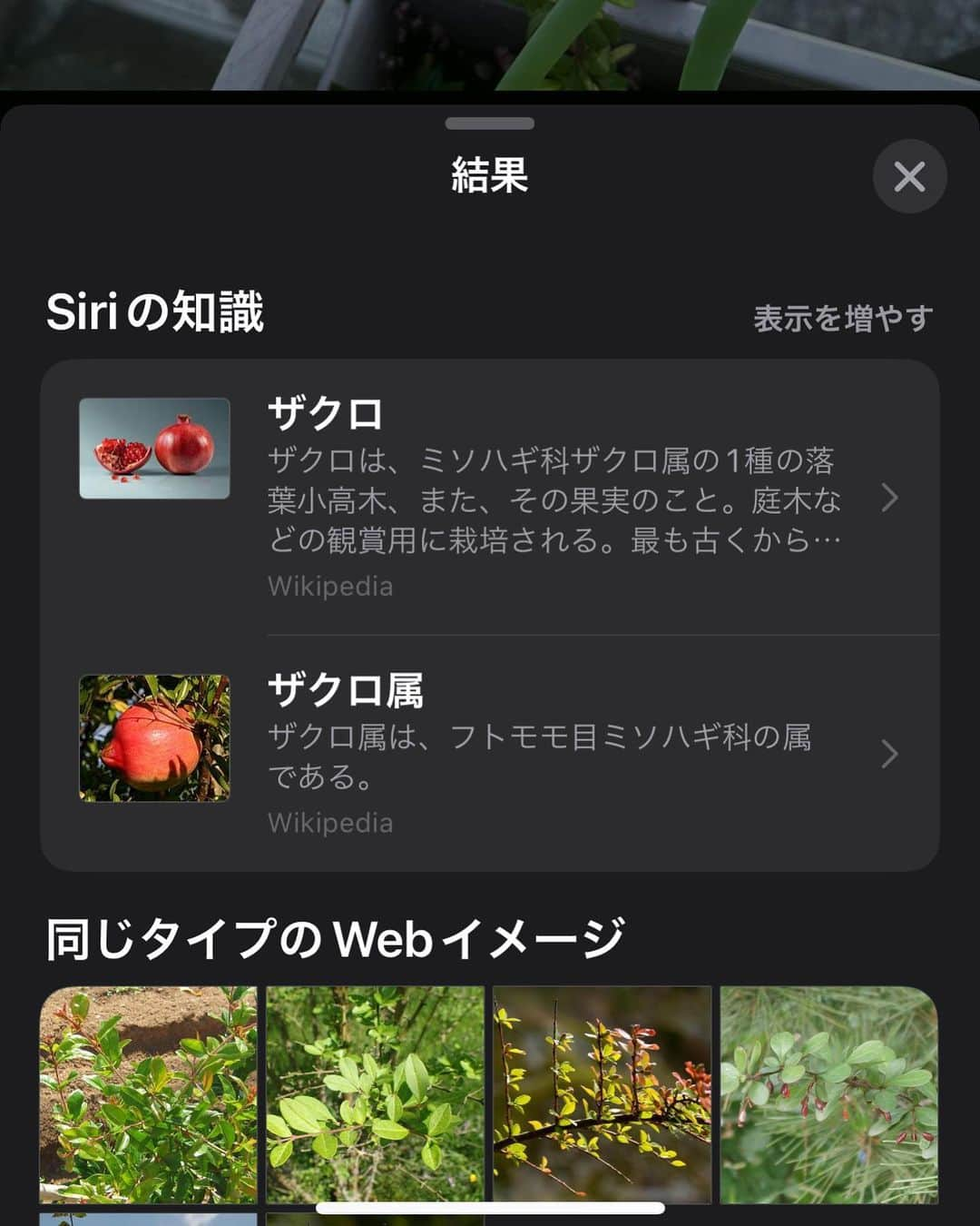 柴田淳さんのインスタグラム写真 - (柴田淳Instagram)「ざ、ザザザクロ！？  ネギの横に突如生えてきた謎の植物。 巨大な棘を有し、しかしその棘が枝となって葉をつけた。  百発百中のiPhoneの画像植物検索。 ザクロな訳ない…と他の検索結果へ目を逸らしていたんだけど、イマイチ納得せず。 しかし、最後ザクロの芽で検索したらほぼビンゴ。 棘が枝になっていた。 他の植物も、同じように大きな棘を持っていたけど、ずっと棘は棘のままだったから。  まさかザクロが飛んでくるなんて❣️ これ、カラスや小鳥のお陰だね🥹💓  引っこ抜かなくて良かった❣️ 本当にザクロでありますように🥹✨✨✨✨  私の薔薇をiPhone植物検索🪴 …ザクロって出た😑💦 #柘榴 #ザクロ」4月6日 18時51分 - shibatajun_official
