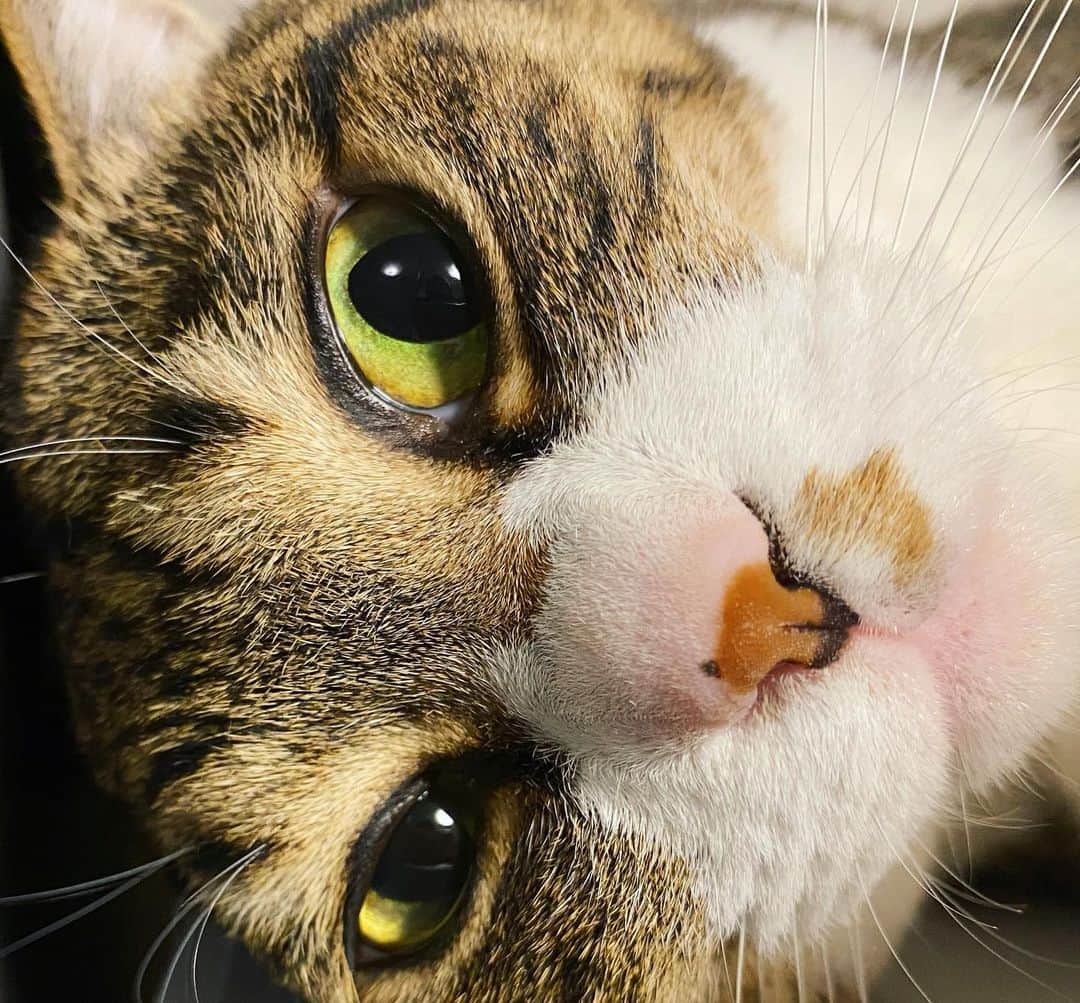 野本かりあのインスタグラム：「鼻の上にカサブタが出来たと思っていたけど、どうやらホクロ？ 猫ってホクロが出来たりするのだろか。 #にゃんすたぐらむ #lukarly #catstagram」