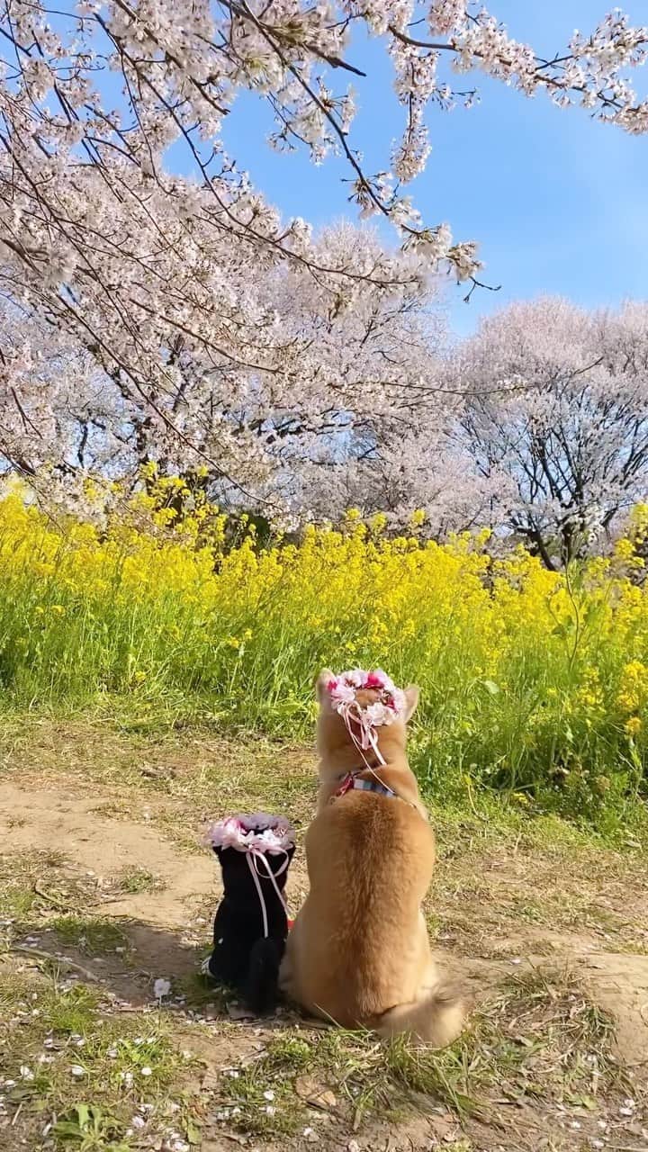 柴犬 けんしろう ゆりあのインスタグラム：「🌸🌼🐶🐶🌼🌸  立山連峰を観た帰りに 桜と菜の花と青空の とってもかわいらしい 春の共演が見られました🥰  鳥のさえずりを聴きながら けんゆりと一緒にご覧ください❤️  #ソメイヨシノ #cherryblossom  #菜の花 #富山 #toyama #柴犬 #shiba #元保護犬 #保護犬を家族に」