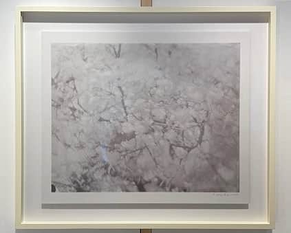 のインスタグラム：「「PINK IS LOVE」菅原一剛写真展の作品8点展示完了。 4/7金曜~16日曜 12:00~18:00 ループウィラー千駄ヶ谷2F LVSにて開催です。 桜の季節に菅原一剛氏でしか再現できないであろうピンクプラチナプリントで表現した作品をぜひともご鑑賞ください。 唯一無二素晴らしいのひとことです。 4/7と8は菅原一剛氏と自分もLVSにおりますので、お会いできましたら嬉しく思います。ご来場お待ちしてます！ . . #菅原一剛 #菅原一剛pinkislove写真展」