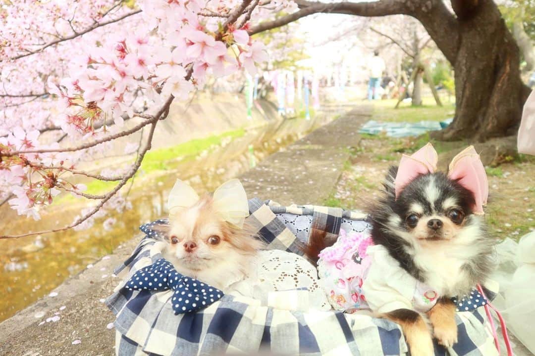 kayoのインスタグラム：「* * * 久しぶりの兄妹ショット🧒🏽💓👧🏿 * * Lychee🌸Urara🌸 * * #桜 #お花見 #チワワ #異母兄妹 * * *」