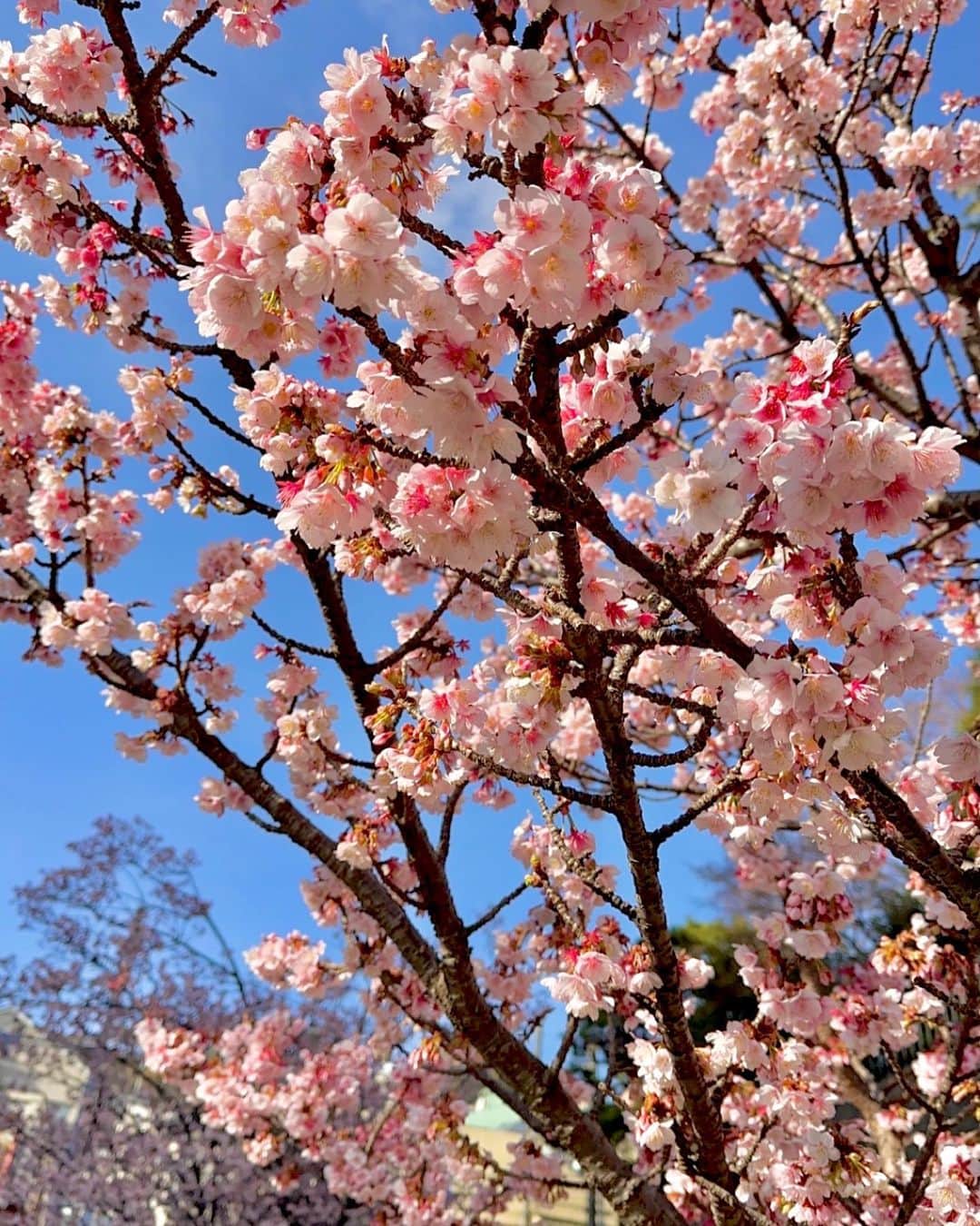 福永裕梨さんのインスタグラム写真 - (福永裕梨Instagram)「桜の季節だねぇ🌸 ⠀ 今朝のイチモニ！では 札幌市内の早咲きの桜を中継でお届けしました☺️ ⠀ 段々と日も長くなってきて春の訪れを感じます📛  今年は桜を見ながらみんなでジンギスカン 囲みたいですよねぇ🐏🌸  そういえば道内の桜の開花予想が一段と早まりました！！😳 ⠀ 現時点で札幌は4/14だそうですよ！ いや〜さすがに早すぎる🥹 桜前線到来は待ち侘びていたし嬉しいのだけど… ここまで早いと計画しているお花見旅行の日程が 怪しくなってきました…🥲🌸（笑）  あの〜…全然全然！急がんでええで☺️ ほんまほんま！ゆっくりおいでや〜🐕 という心境です。（笑）  #サクラを見るとほっこりしますね🌸 #これは今年2月の熱海の桜 #熱海  #かなりの早咲きさん🌸 #品種はなんだろう？ 今日まで桜と疑わなかったけど早すぎて梅説もあるなぁ😇 #桜にお詳しい方教えてください #熱海のサクラ #北海道 #お花見 #桜前線 #スピード感 #もうちょっとゆっくりしてもええねんで🐶🌸 #HTB #アナウンサー #福永裕梨 #イチモニ！」4月6日 19時54分 - htb_yurifukunaga