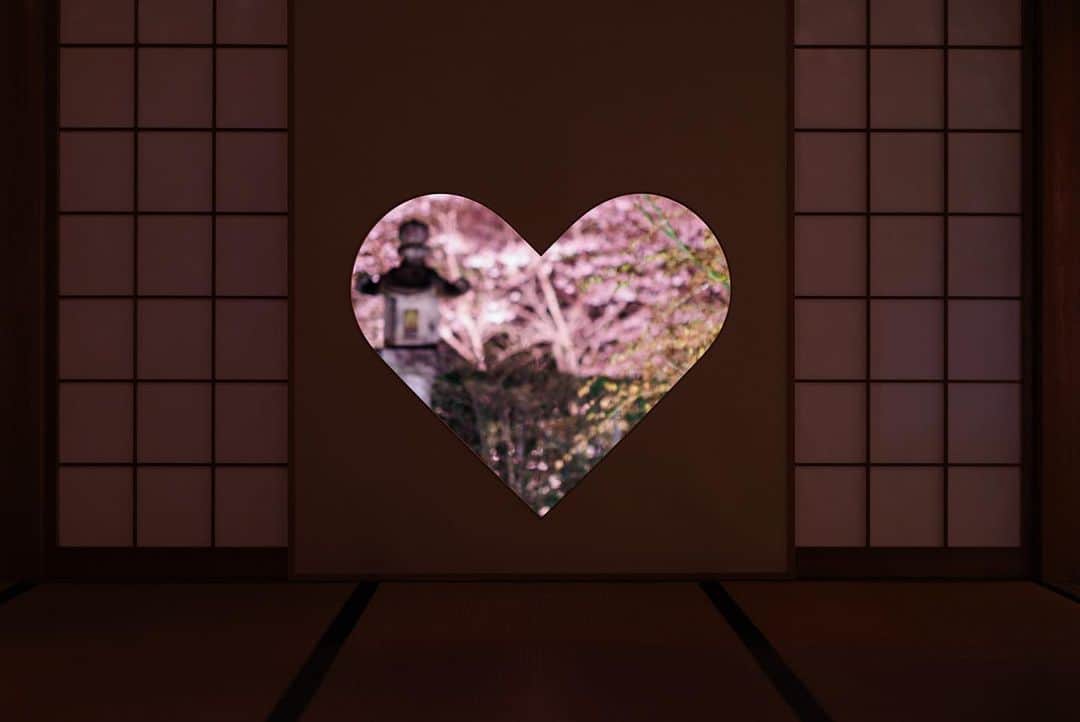 京都いいとこフォトさんのインスタグラム写真 - (京都いいとこフォトInstagram)「. 4/12（水）まで、夜の特別拝観が開催されています。 【1部】17:30〜19:00 【2部】19:30〜20:30 完全予約制。定員50名。 詳しくは @shojuin まで。 . 客殿を埋め尽くすように咲く桜と 桜色の猪目窓が楽しめます。 . A special evening viewing is being held until April 12. [Part 1] 17:30-19:00 [Part 2] 19:30-20:30 By appointment only. Please contact @shojuin for more information. . Date : 2023.4.5 Location : #正寿院 #shojuin Photo : @kohei713 .」4月6日 19時57分 - kyoto_iitoko