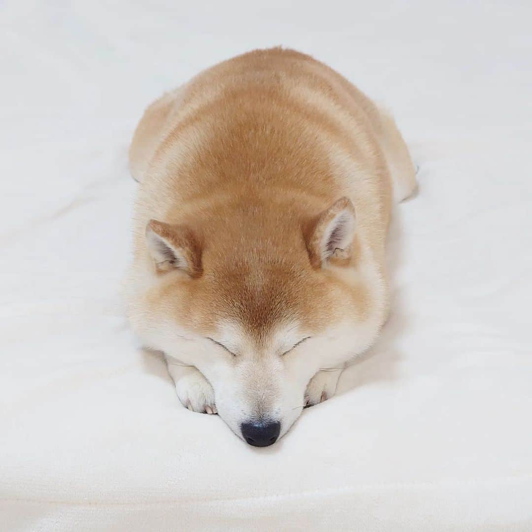 ちゃみさんのインスタグラム写真 - (ちゃみInstagram)「もふもふ寝顔💤 この寝方してるとほっぺが雪見だいふく🤭 . 昨日の夜、体操してる時にふと見たらこの姿🦭 可愛くて撮ってしまった😍 . #柴犬のいる生活#柴犬#犬#癒し#寝顔#愛犬#愛犬家#shibainu#shiba#dog」4月6日 20時15分 - shiba_charmy