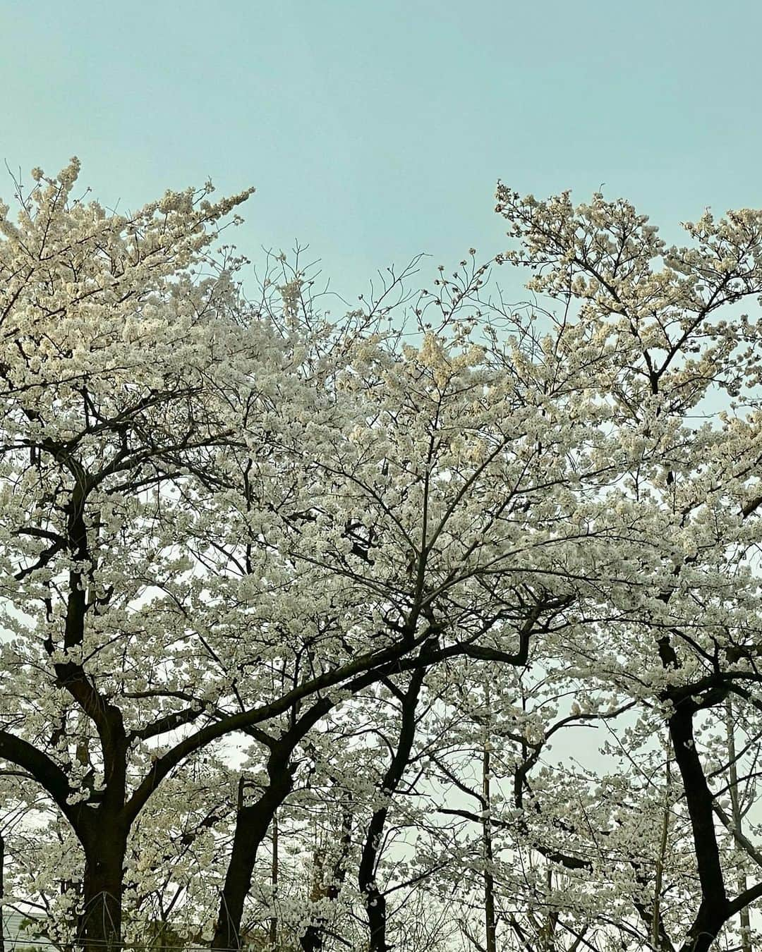 トキさんのインスタグラム写真 - (トキInstagram)「나 잘있어 🥹」4月6日 20時17分 - minhee_jjjj