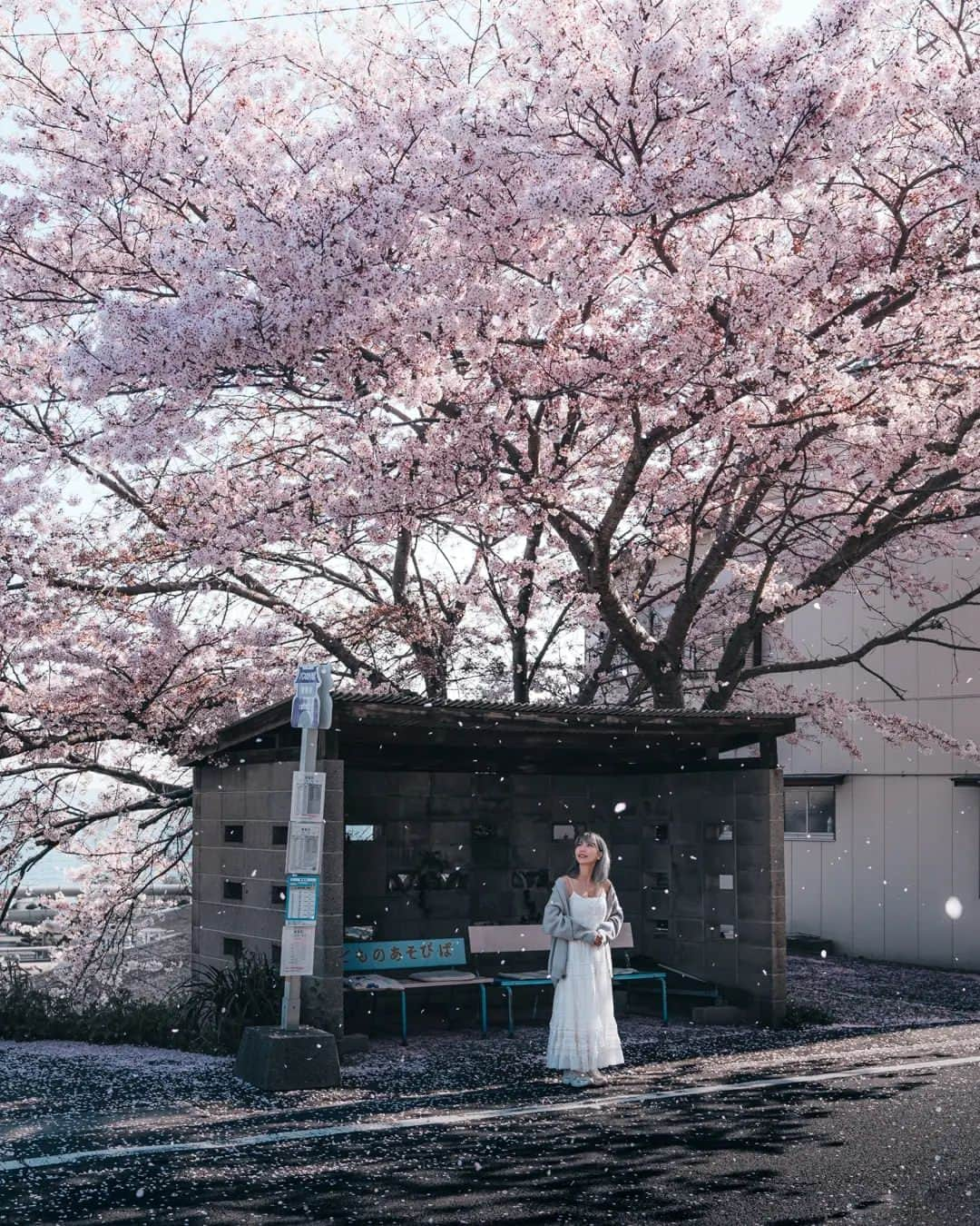 deepskyさんのインスタグラム写真 - (deepskyInstagram)「Dance in Cherryblossom  . . 香川県の桜を追いかけてきました。今年は開花が早く、だいぶ予定がくるいましたが、キレイな景色が見れて最高でした！ . . #Sakura #cheery #cherryblossom . . . #lonelyplanet #voyaged  #travelgram  #complexphotos  #sonyalpha  #roamtheplanet  #lovetheworld #spring  #beautifuldestinations #landscapephoto  #travel #roamearth #photography  #桜」4月6日 20時19分 - _deepsky