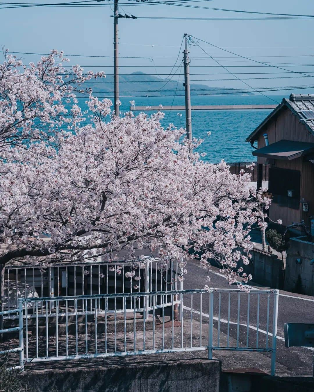 deepskyさんのインスタグラム写真 - (deepskyInstagram)「Dance in Cherryblossom  . . 香川県の桜を追いかけてきました。今年は開花が早く、だいぶ予定がくるいましたが、キレイな景色が見れて最高でした！ . . #Sakura #cheery #cherryblossom . . . #lonelyplanet #voyaged  #travelgram  #complexphotos  #sonyalpha  #roamtheplanet  #lovetheworld #spring  #beautifuldestinations #landscapephoto  #travel #roamearth #photography  #桜」4月6日 20時19分 - _deepsky