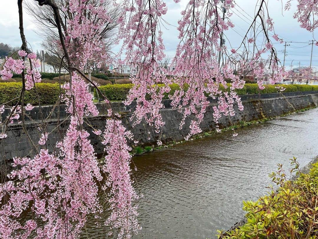 菅原智郁さんのインスタグラム写真 - (菅原智郁Instagram)「🌸倉津川のシダレザクラ🌸 . . きょうは天童市倉津川沿いのシダレザクラを取材。 1.4キロにわたり、ずらっとシダレザクラが立ち並んでいます。 全体としてはまだ３分咲きだそうですが、もう見頃を迎えている木もありましたよ☺️ ソメイヨシノとはまた違った雰囲気できれい🌸 あすからはライトアップも行われます！ . .  #山形 #天童 #桜 #サクラ #シダレザクラ #🌸 #ニュース #ゴジダス #取材 #山形テレビ #アナウンサー #キャスター #菅原智郁」4月6日 20時27分 - tomotomokaaaa22