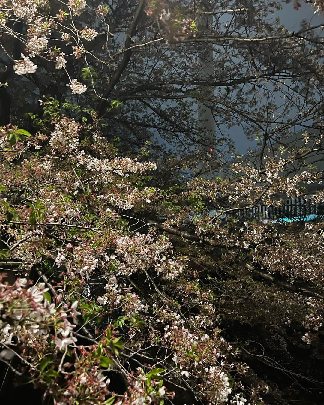 大浦央菜さんのインスタグラム写真 - (大浦央菜Instagram)「⁡ ⁡ 目黒川の夜桜見に行った🇯🇵🌸 ⁡ ⁡ 去年も行ったけどライトアップは4年ぶりみたい！ ルンルンで行ったけど10分遅れて電気消えてた😂😂 ⁡ ⁡ でも凄く綺麗だったなあ💭 ⁡ ⁡ またまたアンク行って来た🙊💓 短めの髪にして髪質改善させる為にカラーは卒業したよ🫶🏼 ⁡ ______________________  ⁡ #ootd #selfie #自撮り #中目黒桜まつり #中目黒 #目黒川 #目黒川の桜 #目黒川桜まつり  #夜桜 #夜桜ライトアップ #花見スポット」4月6日 20時47分 - ___910910___