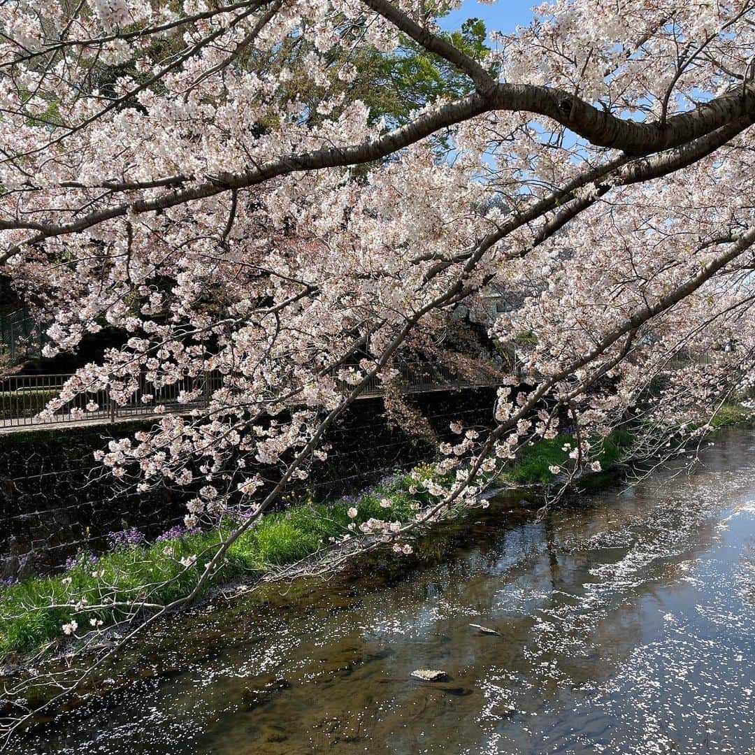 結城さなえさんのインスタグラム写真 - (結城さなえInstagram)「今年の桜さん達、ありがとう🌸  また来年♡  #桜  #春 #sakura #spring #2023」4月6日 20時57分 - yuukisanae