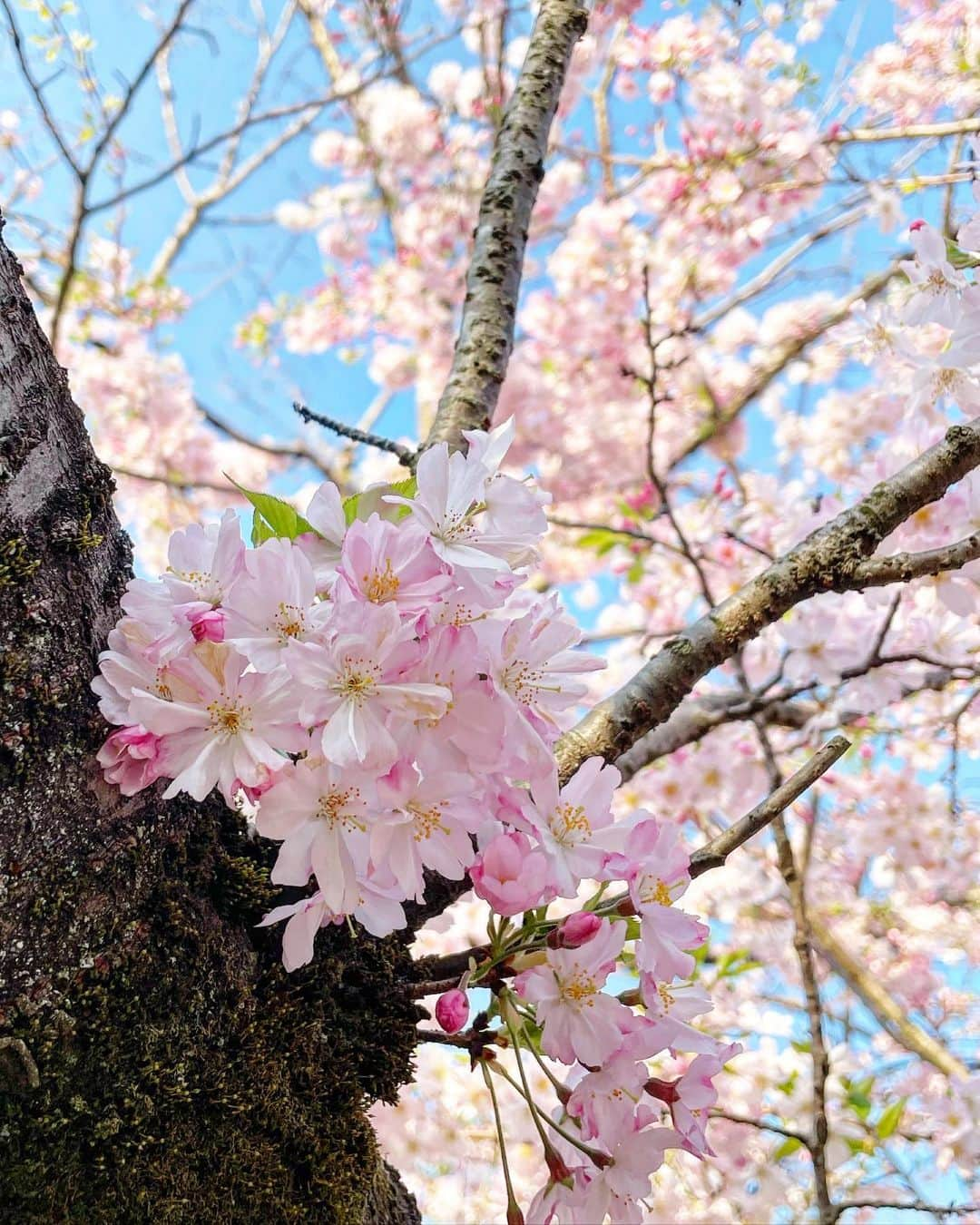 結城さなえさんのインスタグラム写真 - (結城さなえInstagram)「今年の桜さん達、ありがとう🌸  また来年♡  #桜  #春 #sakura #spring #2023」4月6日 20時57分 - yuukisanae