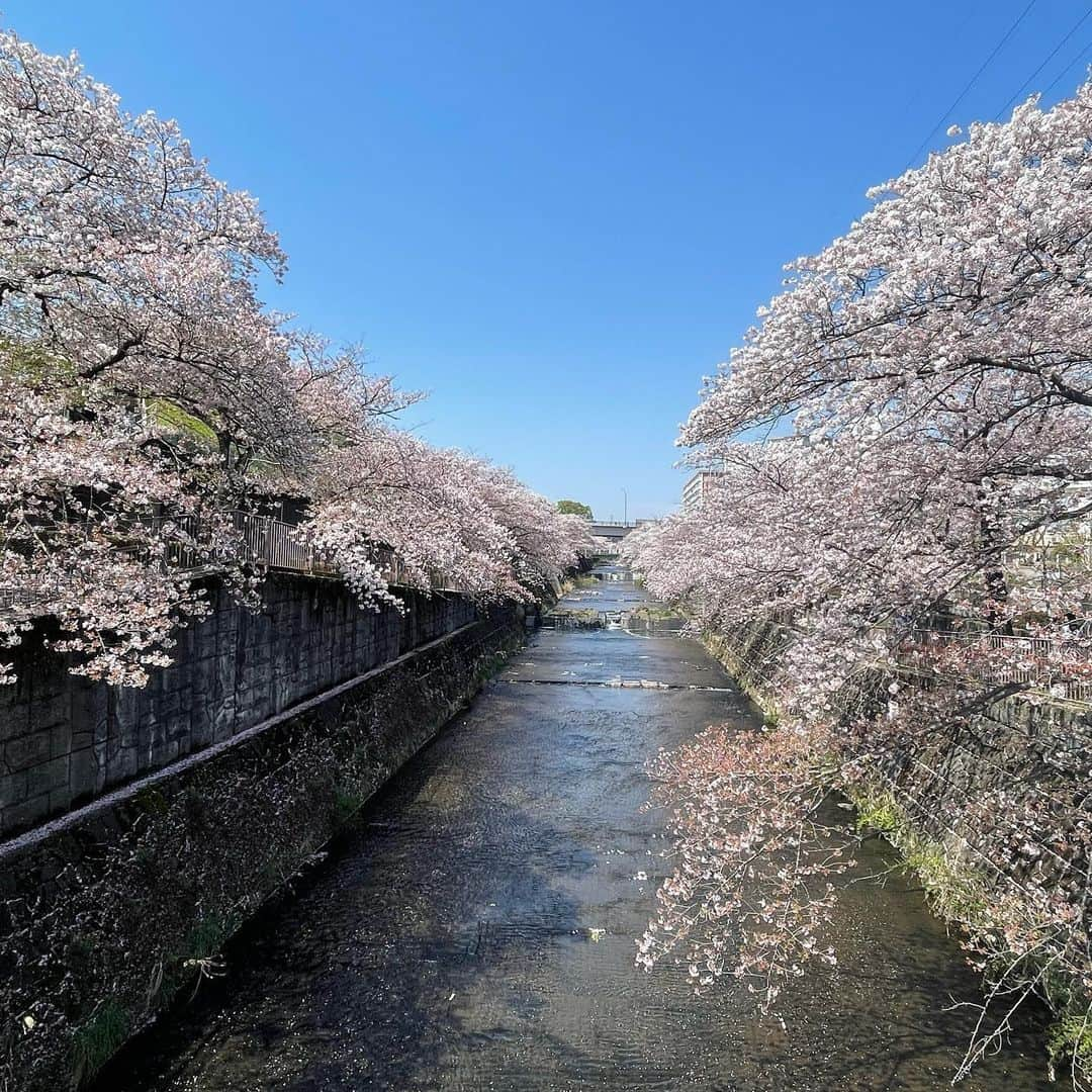 結城さなえさんのインスタグラム写真 - (結城さなえInstagram)「今年の桜さん達、ありがとう🌸  また来年♡  #桜  #春 #sakura #spring #2023」4月6日 20時57分 - yuukisanae