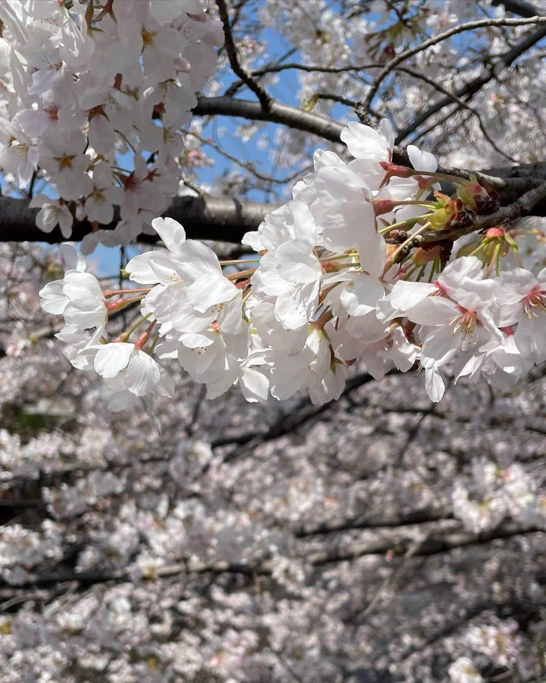 結城さなえさんのインスタグラム写真 - (結城さなえInstagram)「今年の桜さん達、ありがとう🌸  また来年♡  #桜  #春 #sakura #spring #2023」4月6日 20時57分 - yuukisanae