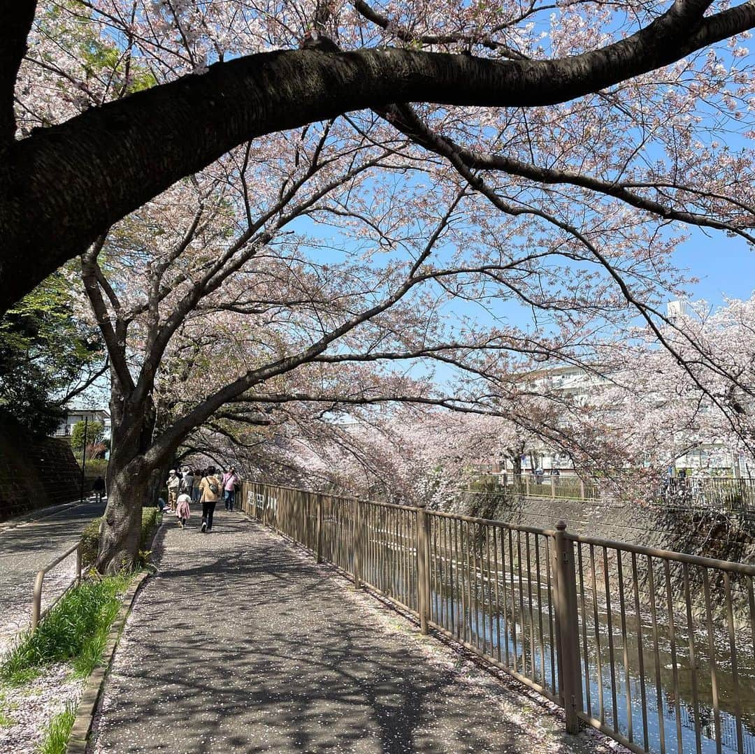 結城さなえさんのインスタグラム写真 - (結城さなえInstagram)「今年の桜さん達、ありがとう🌸  また来年♡  #桜  #春 #sakura #spring #2023」4月6日 20時57分 - yuukisanae