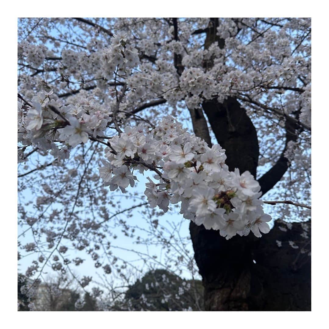 maa.さんのインスタグラム写真 - (maa.Instagram)「🌸　お花見日和　🌸  . . .  #さくら #桜 #お花見 #お花見日和 #🌸」4月6日 20時50分 - hima_music0113