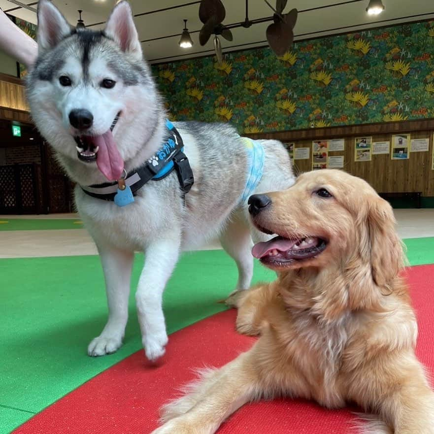 乃蒼ヒカリのインスタグラム：「4ヶ月ぶりのカノアくん！ 4ヶ月前に会った時はおかゆの半分も無かったのに、あっという間に同じサイズになってた🐶🫧💓 おかゆお兄ちゃんヨワヨワだけど、また遊んでね🥺！」