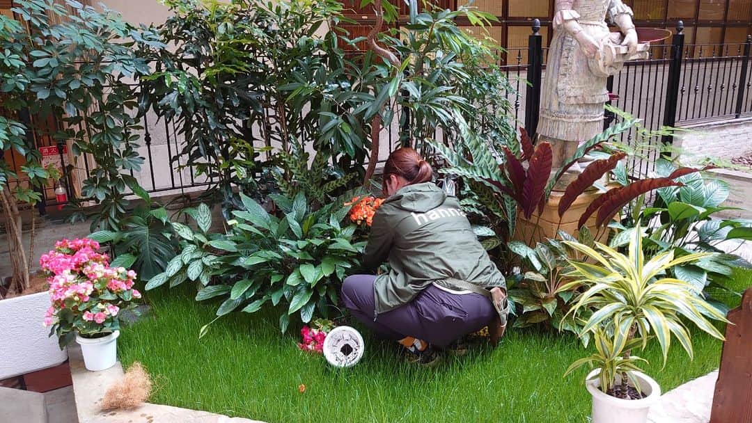 ホテルモントレグラスミア大阪 ブライダルのインスタグラム：「縁の下の力持ちさん  グラスミアチャペルのガーデンをいつも綺麗に素敵に手入れしてくださり心から感謝しております。 いつも本当にありがとうございます。  #ホテルモントレグラスミア大阪　#グラスミア大阪  #ホテルモントレ　#モントレウェディング　#ホテルウェディング　#プレ花嫁  #モントレ花嫁　#ブライダルフェア 　#大阪ウエディング　#大阪ウェディング　#グラスミア花嫁  #関西花嫁　#関西プレ花嫁　#大阪花嫁　#大阪プレ花嫁　#大阪結婚式　#大阪結婚式場　#日本中のプレ花嫁さんと繋がりたい　#上質　#アクセス　#全天候型　#2023春婚　#2023夏婚　#2023秋婚」