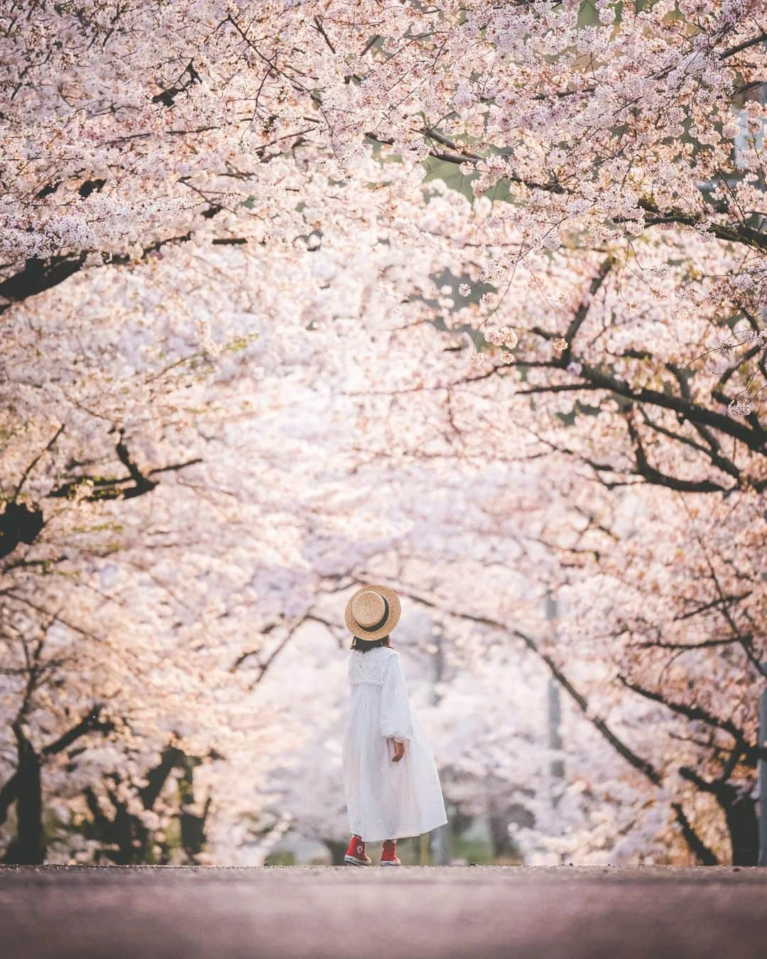 梶原憲之のインスタグラム：「. 夕日に照らされた桜  2023/4/1 📸Nikon Z9 NIKKOR Z 70-200mm f/2.8 S  #岡山#種松山#種松山公園 #岡山県#桜 #photoplusme #team_jp_  #art_of_japan_#桜スポット#種松山公園西園地 #japan#東京カメラ部 #photo_jpn #photo_shorttrip  #死ぬまでに行きたい日本の絶景#岡山観光#岡山旅行#nikoncreators #吉卜力#japantravel#おかやまハレ旅 #tokyocameraclub#retrip_news #daily_photo_jpn#絶景#ジブリ#지브리#light_nikon  #jalan_travel #japantrip」