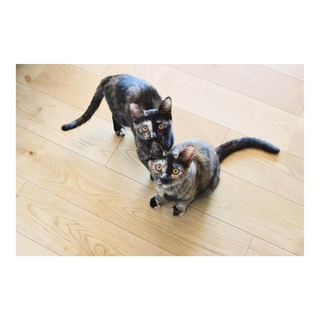 こむぎさんのインスタグラム写真 - (こむぎInstagram)「* 先日ゆずまむさん( @yuzumam0122 )と一緒にうーちゃん＆さーちゃん(なつめ&くるみ)に会いに行ってきた時の写真です。 あのサビ柄姉妹ちゃんたちがこんなに美猫になって😭 里親さん( @hikarimichiglass )ありがとうございましたー🤗✨  #出張いえねこ写真撮影 #保護猫 #保護猫と暮らす幸せ   ＊＊＊＊＊＊＊＊＊＊＊＊＊＊＊＊＊＊＊＊＊＊＊  ここから去年の話になるので長くなります🙇🏻  昨年の11/21に先にうーちゃん保護。 その頃の我が家はまだらちゃんが2回目の急性腎不全を11/19に起こしてしまって、その日予定していたポン子ちゃんの通院は急遽預かりさんだけで行ってもらうことになり、まーちゃんを連れて病院へ走ることに。  その日から毎日通院して点滴してと大変な時期が始まった頃で、うーちゃん保護の日ももちろんまーちゃんの病院へ行って、そのあと子猫保護の連絡を受けて違う病院へ💦  まーちゃんの7月の1回目急性腎不全では石が流れた後だったのに対して、その時の2回目の急性腎不全ではまだ石が詰まっている状況で、本当に大変な命に関わる時だったので当然子猫のお世話は絶望的…😭 お友達のゆずまむさんに子猫の預かりしてもらえることになって本当に本当に助かったのでした…😭💦  翌日うーちゃんをお届けに行くつもりがまさかのもう1匹捕まり(さーちゃん)、2匹一緒に預かりをお願い出来ることになりました💦  思い返せば去年の私は何やっていたかなと、ほぼ毎日動物病院へあの子その子を連れて行き、忙しすぎて自分が去年何していたのか全然わからない😂 本当に去年はしんどかったけど、頑張ったことでみんな元気に過ごせていて本当に良かった😭  うーちゃんさーちゃんも幸せそうだし、そのあとの黒猫子猫たちもそれぞれすてきなお家に行って、まだらちゃんも体調回復して今はかなり落ち着いていて、ポン子ちゃんもゆっくりだけど体調整ってきている🙆‍♀️ しまくんも年明けには無事に手術も終わって元気にご飯モリモリ食べてくれている😭  写真だけ載せるつもりが、去年のこと少し思い出して大変だったなとしみじみ思いました😂 よく頑張った！私！ そしてゆずまむさん本当ありがとう😭😭  幸せな2人を見られて私も幸せだ😭  #お願いだから保護したら譲渡まで責任持って #ボランティアに丸投げはダメ絶対」4月6日 21時00分 - tomochunba