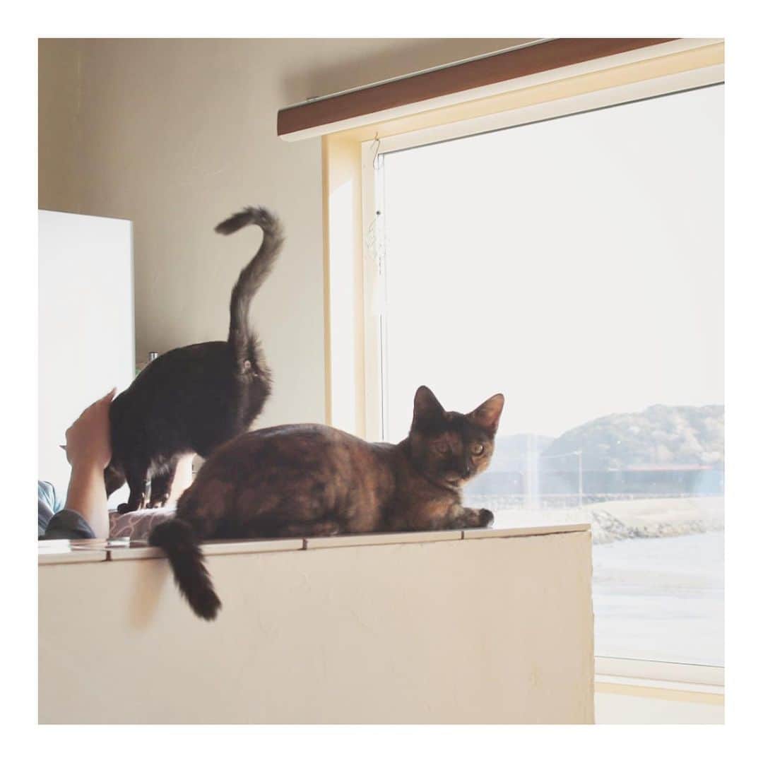 こむぎさんのインスタグラム写真 - (こむぎInstagram)「* 先日ゆずまむさん( @yuzumam0122 )と一緒にうーちゃん＆さーちゃん(なつめ&くるみ)に会いに行ってきた時の写真です。 あのサビ柄姉妹ちゃんたちがこんなに美猫になって😭 里親さん( @hikarimichiglass )ありがとうございましたー🤗✨  #出張いえねこ写真撮影 #保護猫 #保護猫と暮らす幸せ   ＊＊＊＊＊＊＊＊＊＊＊＊＊＊＊＊＊＊＊＊＊＊＊  ここから去年の話になるので長くなります🙇🏻  昨年の11/21に先にうーちゃん保護。 その頃の我が家はまだらちゃんが2回目の急性腎不全を11/19に起こしてしまって、その日予定していたポン子ちゃんの通院は急遽預かりさんだけで行ってもらうことになり、まーちゃんを連れて病院へ走ることに。  その日から毎日通院して点滴してと大変な時期が始まった頃で、うーちゃん保護の日ももちろんまーちゃんの病院へ行って、そのあと子猫保護の連絡を受けて違う病院へ💦  まーちゃんの7月の1回目急性腎不全では石が流れた後だったのに対して、その時の2回目の急性腎不全ではまだ石が詰まっている状況で、本当に大変な命に関わる時だったので当然子猫のお世話は絶望的…😭 お友達のゆずまむさんに子猫の預かりしてもらえることになって本当に本当に助かったのでした…😭💦  翌日うーちゃんをお届けに行くつもりがまさかのもう1匹捕まり(さーちゃん)、2匹一緒に預かりをお願い出来ることになりました💦  思い返せば去年の私は何やっていたかなと、ほぼ毎日動物病院へあの子その子を連れて行き、忙しすぎて自分が去年何していたのか全然わからない😂 本当に去年はしんどかったけど、頑張ったことでみんな元気に過ごせていて本当に良かった😭  うーちゃんさーちゃんも幸せそうだし、そのあとの黒猫子猫たちもそれぞれすてきなお家に行って、まだらちゃんも体調回復して今はかなり落ち着いていて、ポン子ちゃんもゆっくりだけど体調整ってきている🙆‍♀️ しまくんも年明けには無事に手術も終わって元気にご飯モリモリ食べてくれている😭  写真だけ載せるつもりが、去年のこと少し思い出して大変だったなとしみじみ思いました😂 よく頑張った！私！ そしてゆずまむさん本当ありがとう😭😭  幸せな2人を見られて私も幸せだ😭  #お願いだから保護したら譲渡まで責任持って #ボランティアに丸投げはダメ絶対」4月6日 21時00分 - tomochunba