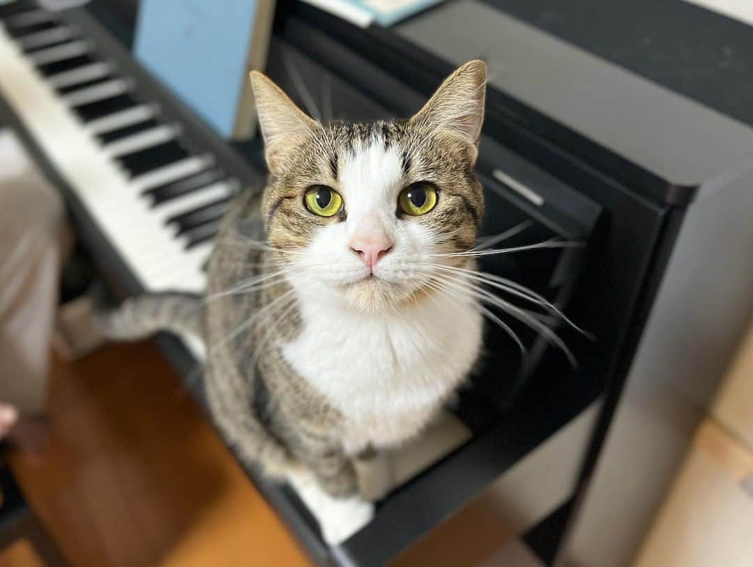 ひのき猫さんのインスタグラム写真 - (ひのき猫Instagram)「今日も可愛いおじゃま虫(*´艸`)」4月6日 21時08分 - hinoki.cute.kitten