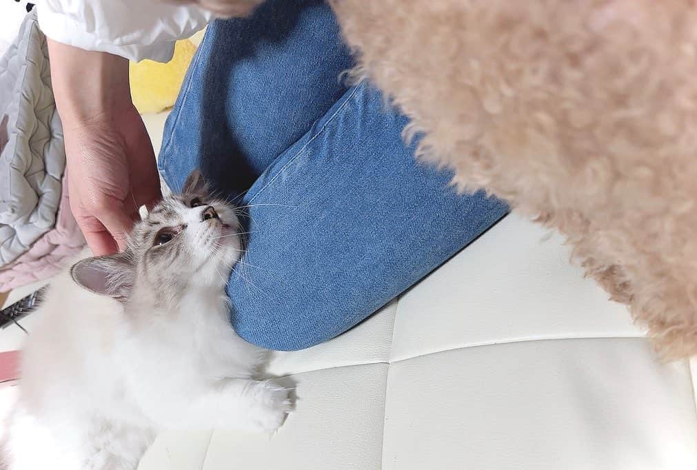 のインスタグラム：「🐾  可愛い オブ 可愛い。  撮影してたらもこが起きてきて そのまま一頻り甘え散らかしたあとに 膝枕で寝ちゃいました…  なんなのこの可愛い命は…😭💕  るるもいつもは場所取られたら怒るのに、 鼻チューして寝かしてあげてました🐶 優しい子に育ったね…！  そのまま熟睡してしまい体制キツくなったので ごろんとしてみたんだけど それでも起きない。強い意志…  毎日とても癒されて過ごしてます🫶🏻💕  ． ．  #猫  #子猫  #元保護猫  #ラグドール  #猫のいる暮らし  #犬  #トイプードル  #多頭飼い  #膝枕  #犬と猫のいる暮らし  #日常  #癒し  #もふもふ  #大人女子  #ジーンズ  #足裏  #美脚  #ショートヘア  #kitty  #cat  #catstagram  #catlover  #dog  #doglover  #dogsofinstagram  #cute  #feet  #relax  #fyp」