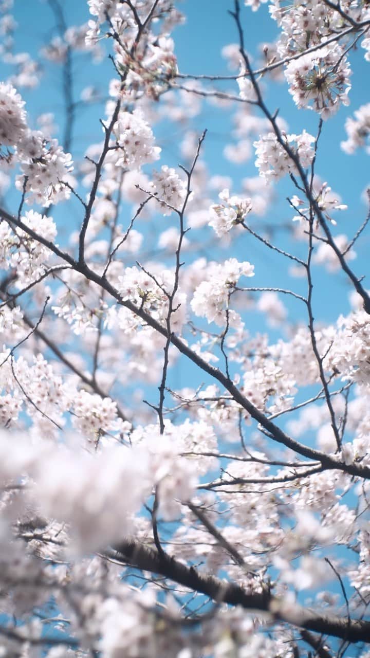 haru wagnusのインスタグラム：「Watching the moon ㅤㅤㅤㅤㅤㅤㅤㅤㅤㅤㅤㅤㅤ ㅤㅤㅤㅤㅤㅤㅤㅤㅤㅤㅤㅤㅤ ㅤㅤㅤㅤㅤㅤㅤㅤㅤㅤㅤㅤㅤ ㅤㅤㅤㅤㅤㅤㅤㅤㅤㅤㅤㅤㅤ 🌙 ㅤㅤㅤㅤㅤㅤㅤㅤㅤㅤㅤㅤㅤ ㅤㅤㅤㅤㅤㅤㅤㅤㅤㅤㅤㅤㅤ ㅤㅤㅤㅤㅤㅤㅤㅤㅤㅤㅤㅤㅤ ㅤㅤㅤㅤㅤㅤㅤㅤㅤㅤㅤㅤㅤ #DiscoverJapan #JapanTourism #MustVisitJapan #AmazingJapan #PhotogenicJapan #JapanScenery #CharmingJapan #NightView #VisitJapan #SpringInJapan #SakuraForTheWorld #SakuraWorldHeritage #JapaneseCulture #ExploreJapan #ShareTheBeautyOfJapan」