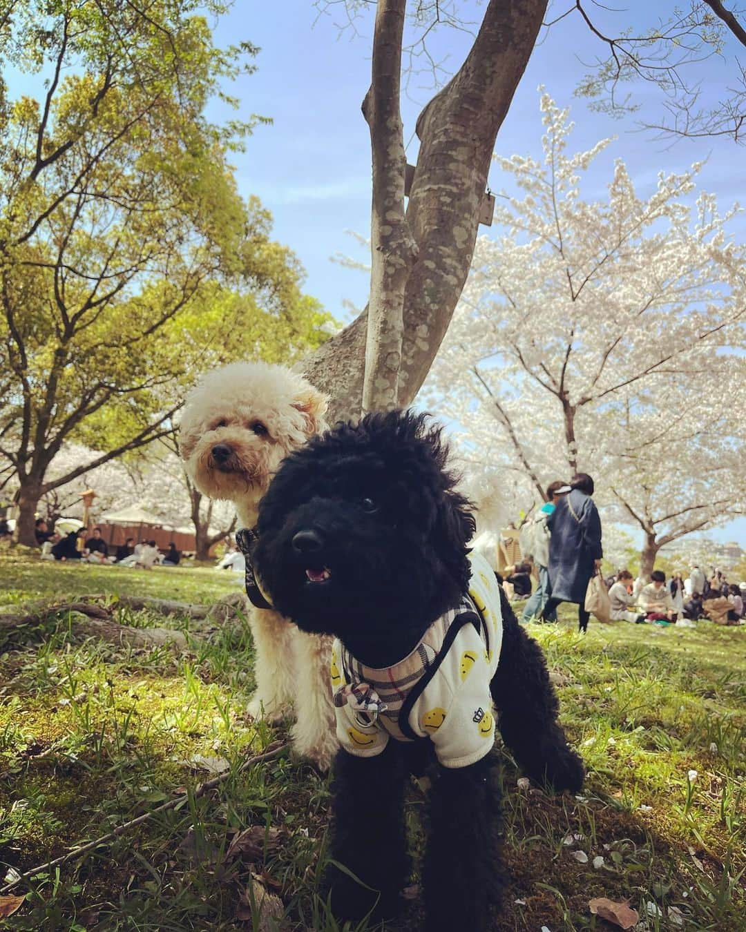 松尾大河のインスタグラム：「花見🌸 家族で花見に行って来ました！ 沖縄では、桜があるかないか分からないですけど、笑 何年振りの桜を見てご飯を食べたり遊んだりしていい時間を過ごしました！！🌸 #舞鶴公園  #松尾大河 #家族 #ファミリー #花見 #花見スポット #福岡」