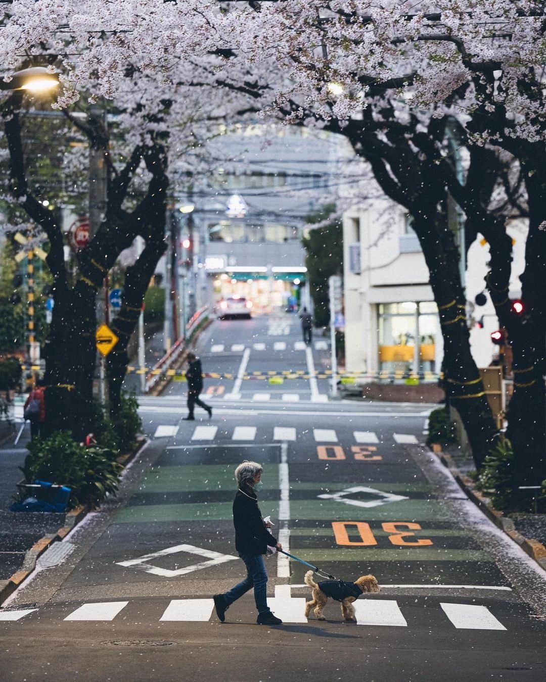 Yuma Yamashitaさんのインスタグラム写真 - (Yuma YamashitaInstagram)「Tokyo Cherry blossoms  桜は儚いからこそ美しい。を今年は何故だか強く感じました。  #hellofrom Tokyo #cherryblossom #桜」4月6日 21時25分 - yuma1983