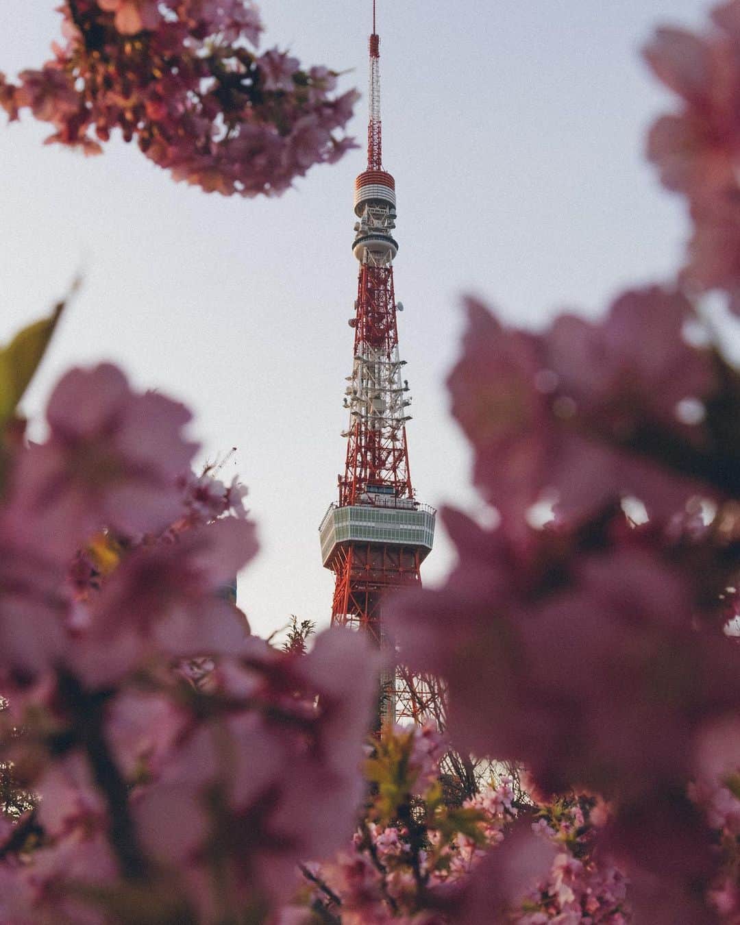 Yuma Yamashitaのインスタグラム：「Tokyo Cherry blossoms  桜は儚いからこそ美しい。を今年は何故だか強く感じました。  #hellofrom Tokyo #cherryblossom #桜」