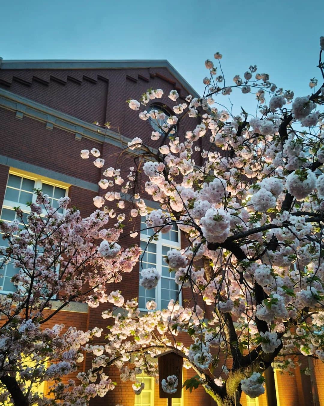 和田益典さんのインスタグラム写真 - (和田益典Instagram)「◆昨夜は造幣局へ  桜の通り抜けですよ。 (プレオープン) . . ２枚目の黄緑の桜「御衣黄(ぎょいこう)」がお気に入り。 (名前もお気に入り笑)  スマホにしては上手く撮れたかもー。  あいにくの雨模様でしたが、プレオープンだったので空いてて一本ずつじっくり観れました。  オールスマホ撮影です。 . . #造幣局 #桜の通り抜け #造幣局桜の通り抜け #八重桜 #御衣黄 #大阪造幣局 #天満橋 #大阪天満 #通り抜け #プレオープン #桜 #さくら #サクラ #夜桜 #ライトアップ #夜桜ライトアップ #ヤエザクラ #牡丹桜 #春 #満開 #雨模様 #花 #spring #flowers #flowerstagram #cherryblossom #pink #view #springflowers  しっかし桜の開花は年々早まり過ぎやなー。 遅咲きの八重桜が既に見頃ってねぇ〜。  勘が狂うわー。 .」4月6日 21時26分 - masunori_wada