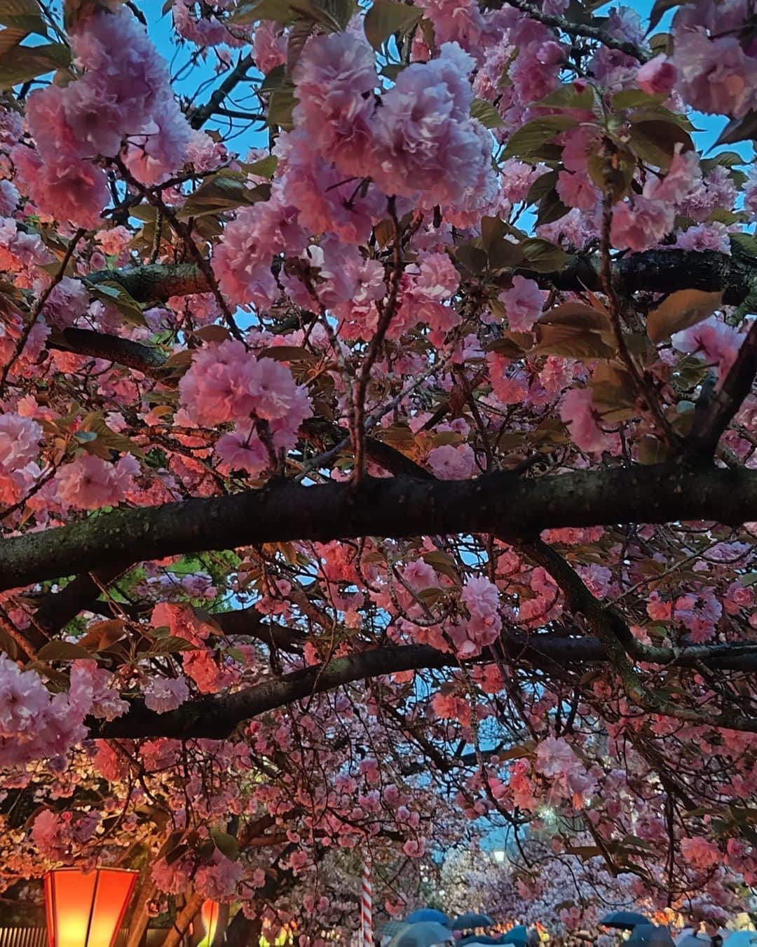 和田益典さんのインスタグラム写真 - (和田益典Instagram)「◆昨夜は造幣局へ  桜の通り抜けですよ。 (プレオープン) . . ２枚目の黄緑の桜「御衣黄(ぎょいこう)」がお気に入り。 (名前もお気に入り笑)  スマホにしては上手く撮れたかもー。  あいにくの雨模様でしたが、プレオープンだったので空いてて一本ずつじっくり観れました。  オールスマホ撮影です。 . . #造幣局 #桜の通り抜け #造幣局桜の通り抜け #八重桜 #御衣黄 #大阪造幣局 #天満橋 #大阪天満 #通り抜け #プレオープン #桜 #さくら #サクラ #夜桜 #ライトアップ #夜桜ライトアップ #ヤエザクラ #牡丹桜 #春 #満開 #雨模様 #花 #spring #flowers #flowerstagram #cherryblossom #pink #view #springflowers  しっかし桜の開花は年々早まり過ぎやなー。 遅咲きの八重桜が既に見頃ってねぇ〜。  勘が狂うわー。 .」4月6日 21時26分 - masunori_wada