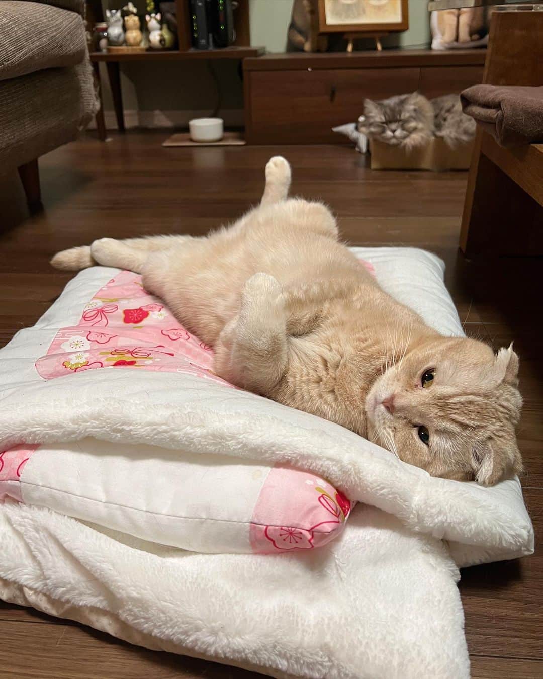 金太さんのインスタグラム写真 - (金太Instagram)「オフトゥンで気持ちよさそうに寝てるー🌸 . この手の猫ベッドはあまり好きではないと思い込んでたけど みんな結構使っててうれしい😊 . . .  #スコティッシュフォールドの金ちゃん#スコティッシュフォールド#scottishfold  #ラガマフィンのそうちゃん#ラガマフィン#Ragamuffin #もふもふ #にゃんすたぐらむ#catsofinstagram  #meowed#9gag #猫のいる暮らし　#ねことの生活」4月6日 21時26分 - vvviopw